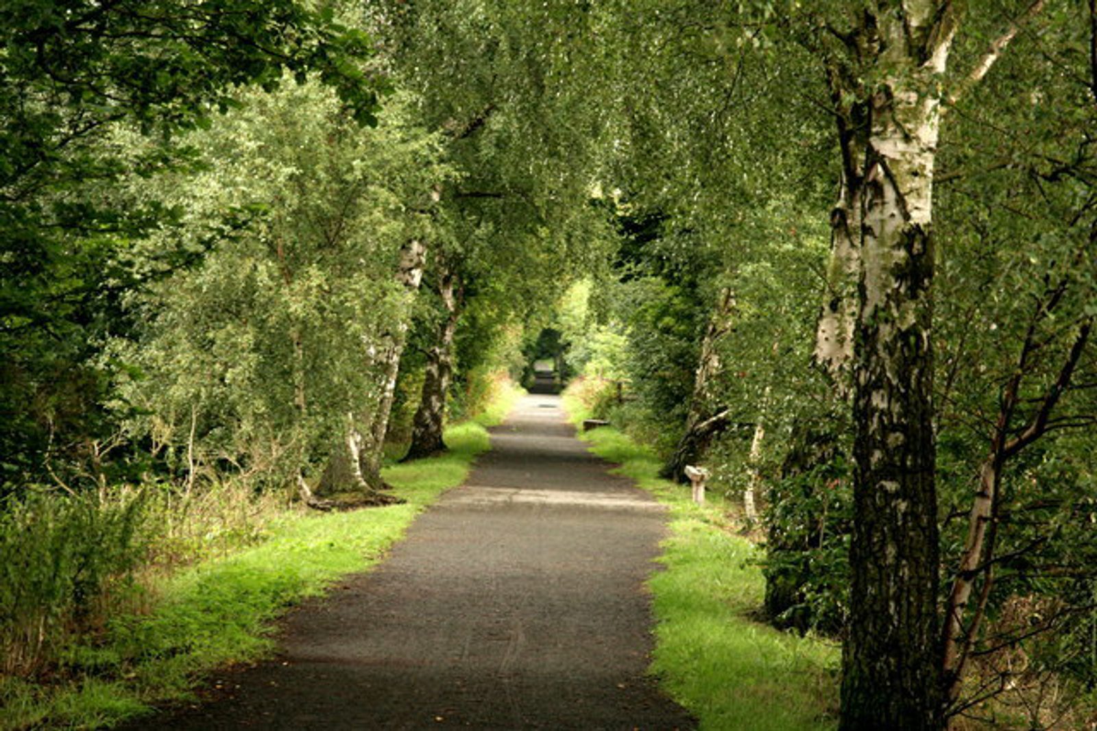 A serene, tree-lined path in a forest. The pathway, surrounded by lush green foliage and tall birch trees with white bark, stretches forward into the distance. Sunlight filters through the leaves, creating a peaceful, dappled light effect on the trail.