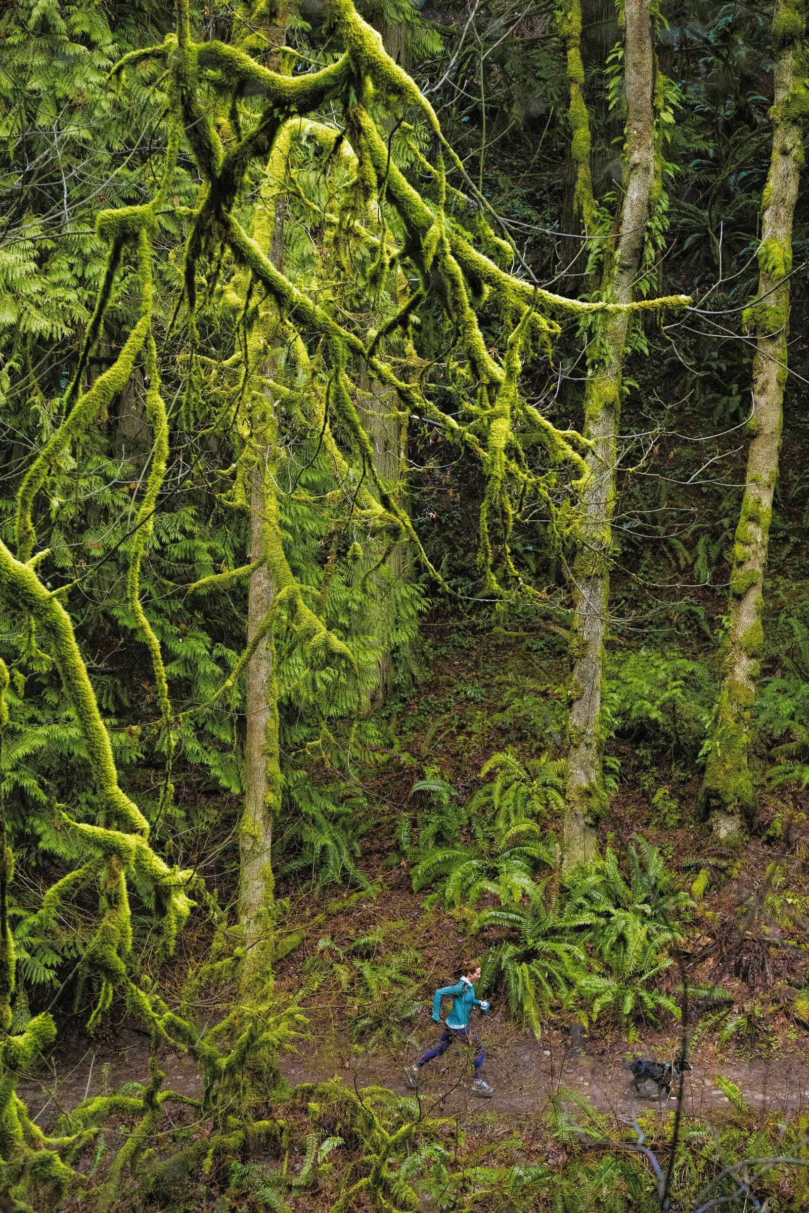 A person wearing a blue jacket jogs on a narrow forest trail. The trail is surrounded by tall, moss-covered trees and dense green foliage. The scene captures the lush, vibrant greenery of the forest from a slightly elevated viewpoint.
