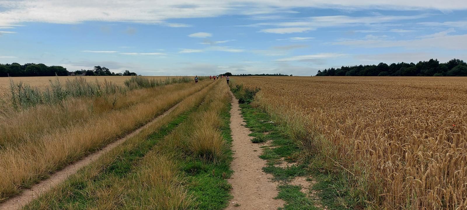 A narrow dirt path runs through a vast field, dividing it into two sections: tall grass on the left and a wheat field on the right. A group of people can be seen walking in the distance beneath a partly cloudy sky. Trees line the horizon.
