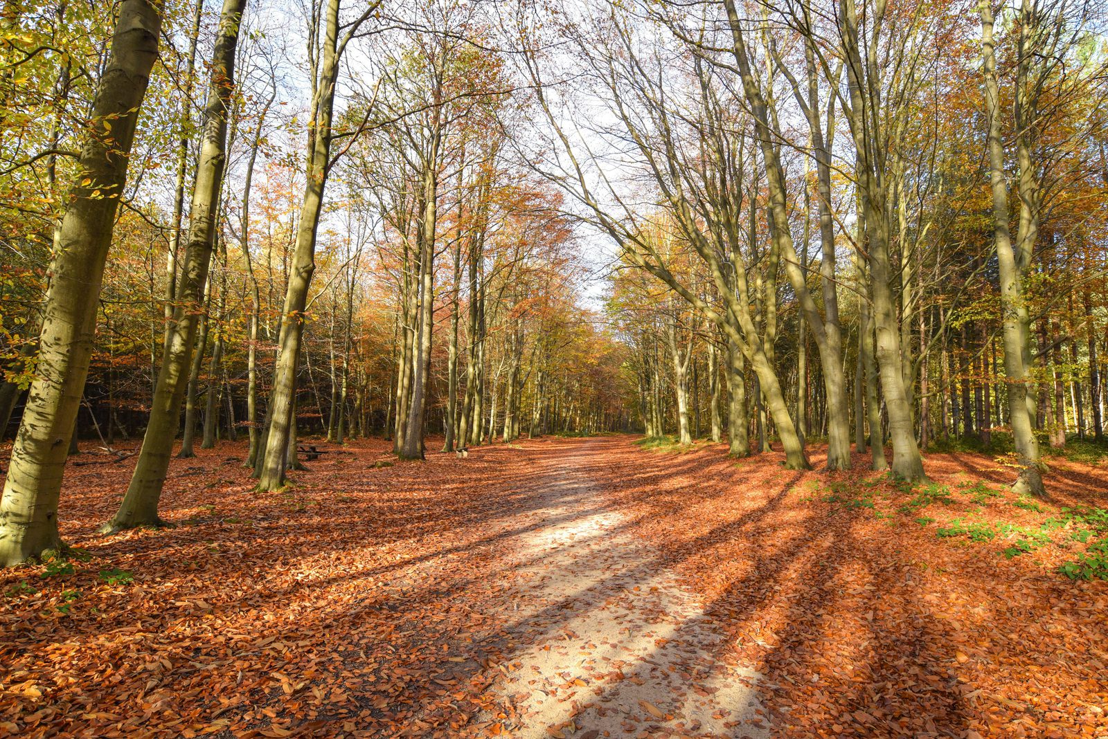 A forest path covered in autumn leaves stretches into the distance. Bare trees with some remaining yellow and orange leaves line the path. Sunlight filters through the branches, casting long shadows across the forest floor.