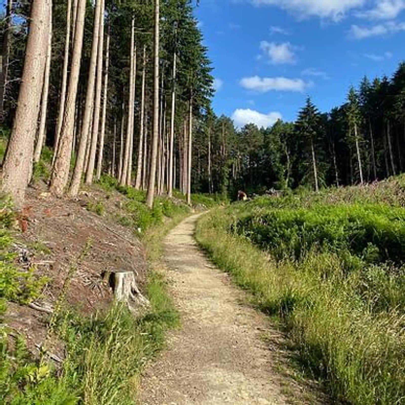 A dirt path winds through a forest of tall, slender trees on a sunny day. Bright green foliage lines the path, extending into the distance under a clear blue sky with scattered clouds. A tree stump is visible on the left side of the path.
