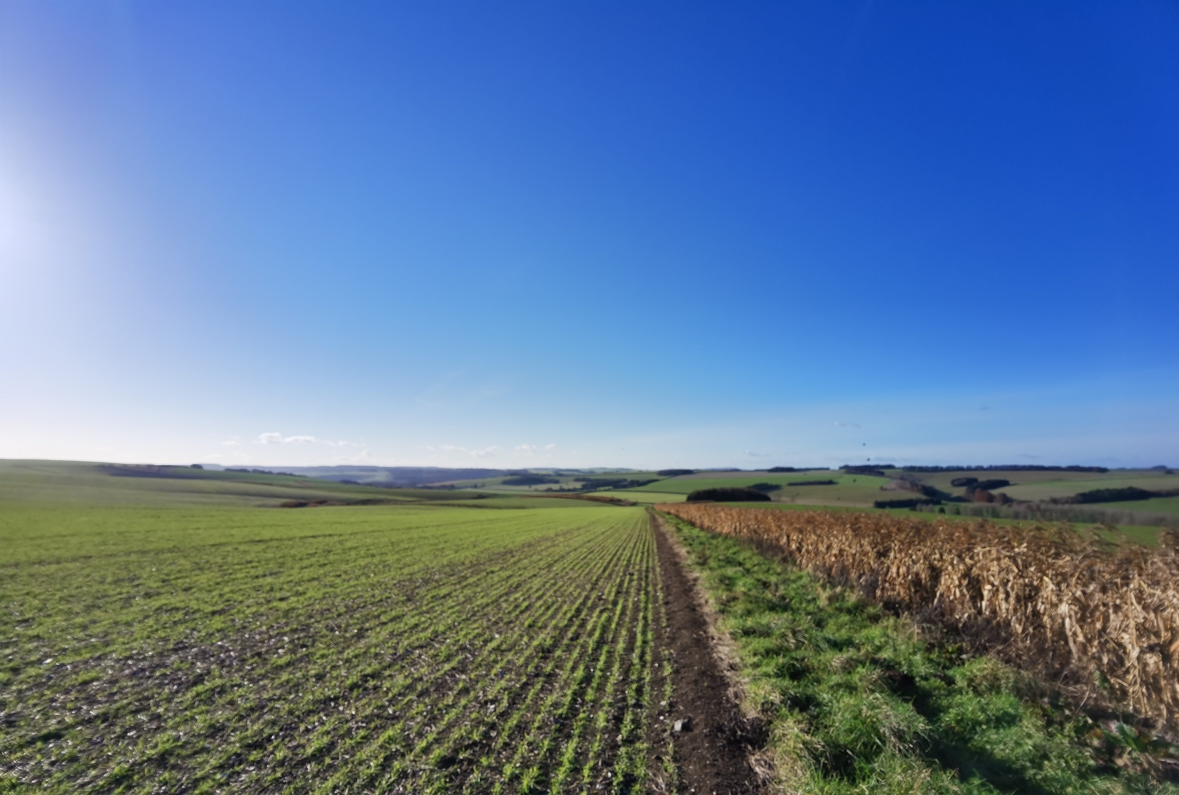 A wide-open countryside with green, sprouting fields stretches into the distance under a clear blue sky. On the right, a patch of brown dried crops contrasts with the vibrant green. Rolling hills and scattered trees mark the horizon.