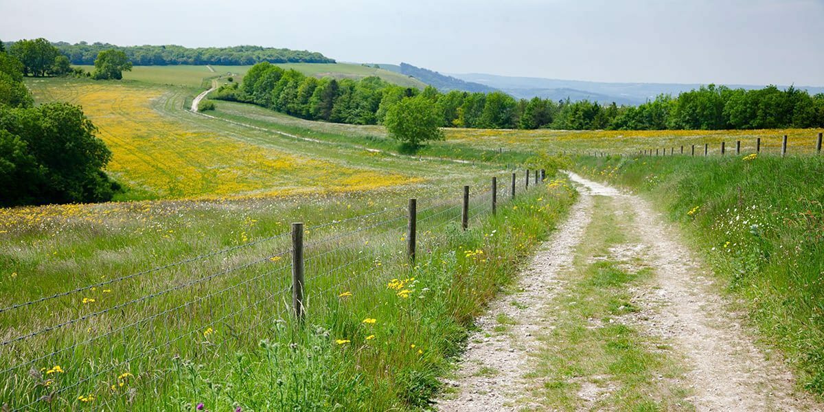 A rural dirt path winds through a lush, green landscape with fields of yellow wildflowers and patches of grass. The path is flanked by a wire fence. Distant rolling hills and trees line the horizon under a clear blue sky.