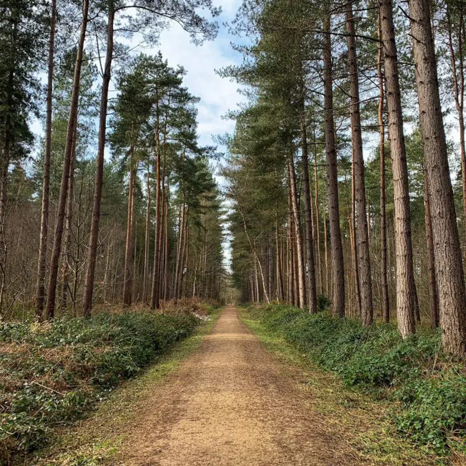 A straight dirt path cuts through a dense forest of tall pine trees under a partly cloudy sky. Lush greenery lines both sides of the path, creating a serene and inviting atmosphere.