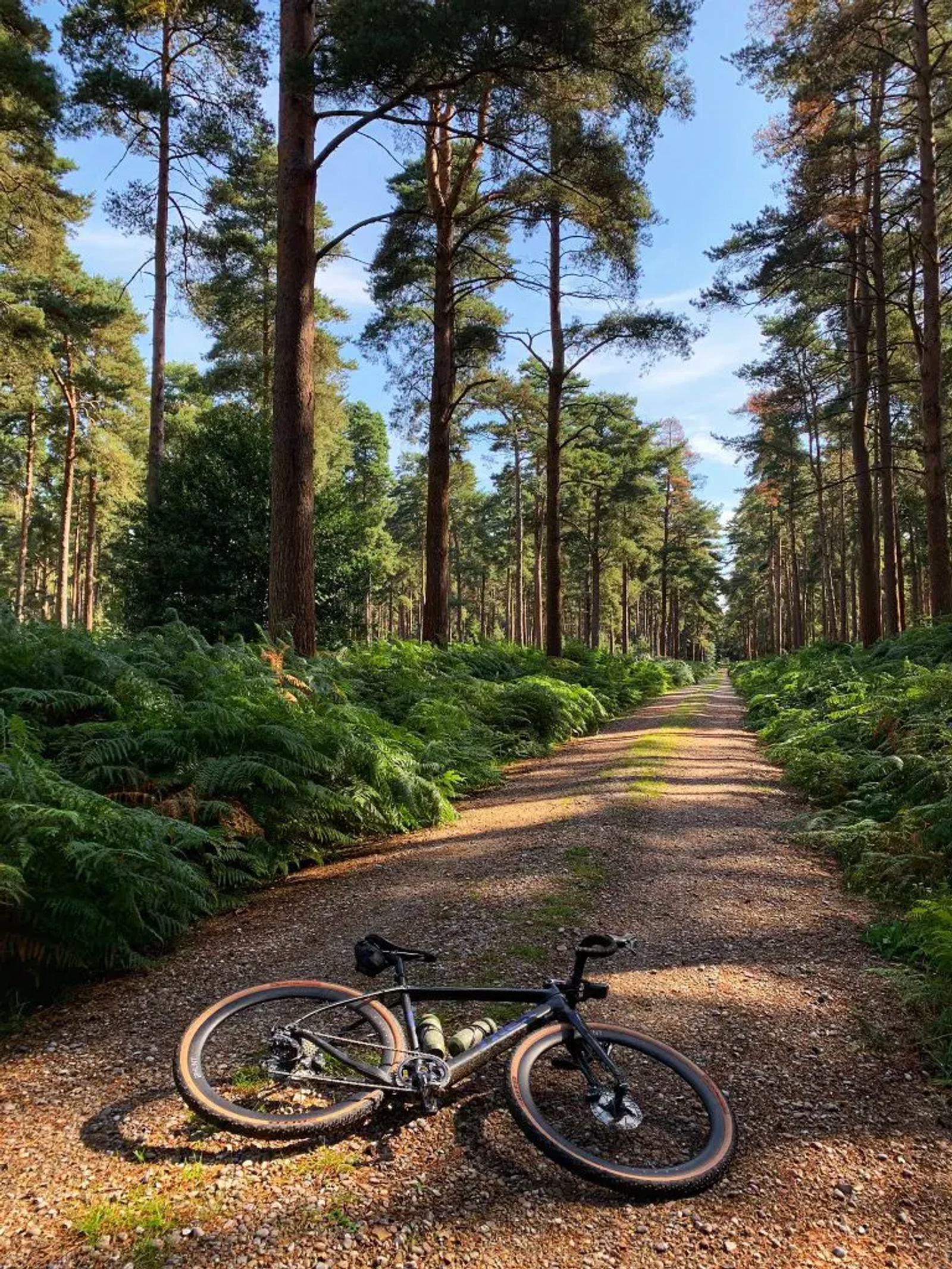 A bicycle lies on a gravel path surrounded by a lush forest. Tall pine trees line the trail, and the sun casts dappled shadows on the ground. The sky is clear and blue, adding to the serene atmosphere of the woodland scene.