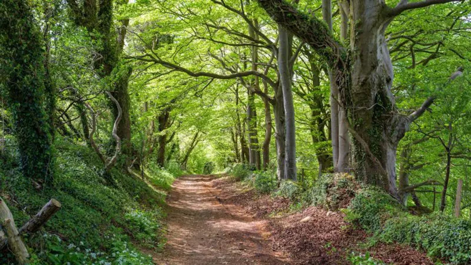 A serene dirt path winds through a lush, green forest. Tall trees with vibrant leaves form a canopy, allowing dappled sunlight to filter through. The undergrowth is dense with ferns and ivy, creating a peaceful and inviting natural scene.