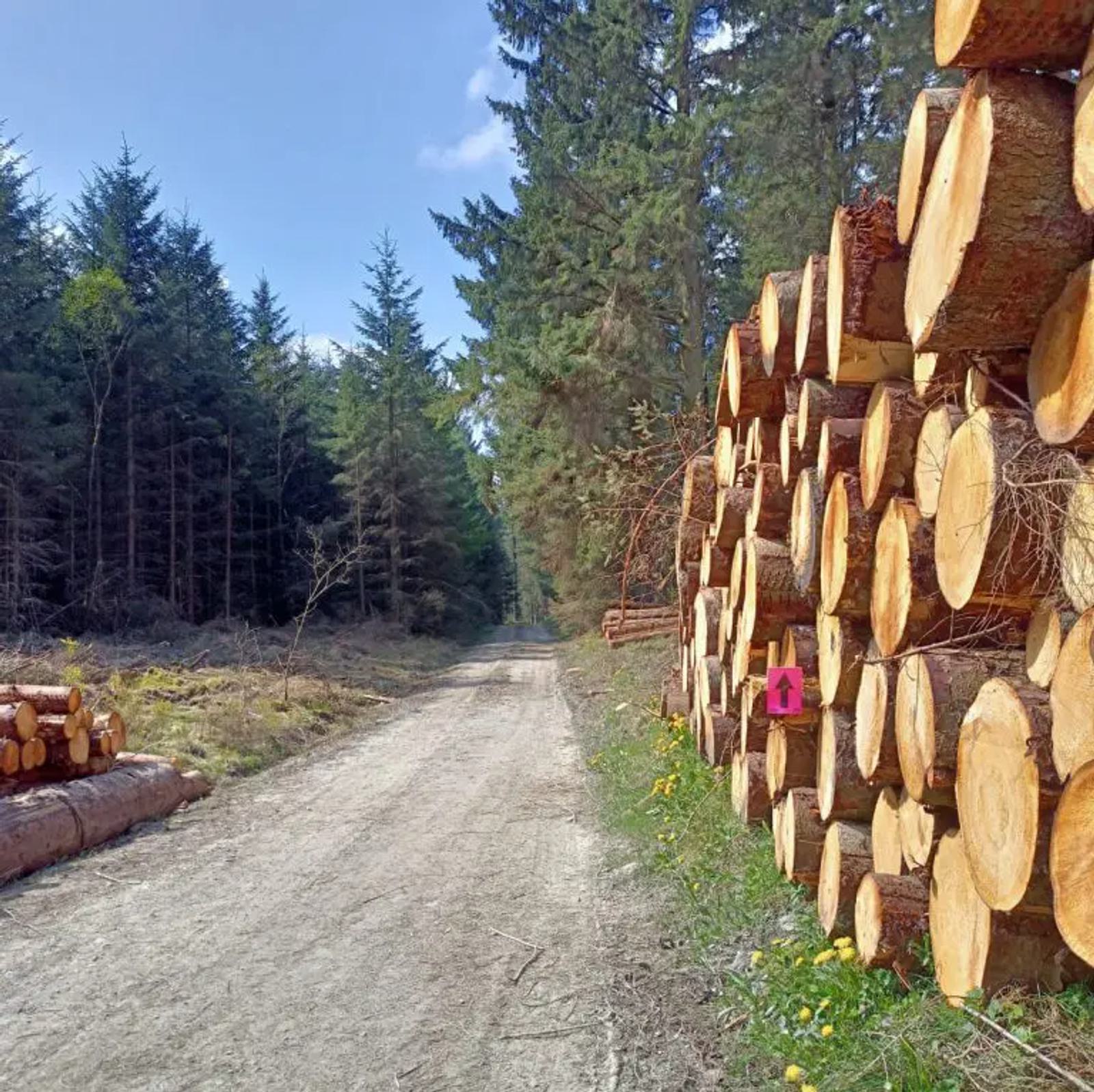 A dirt road runs through a forest with tall evergreen trees on both sides. Logs are neatly stacked in piles alongside the road. The sky is clear and blue, and some yellow wildflowers grow near the logs.