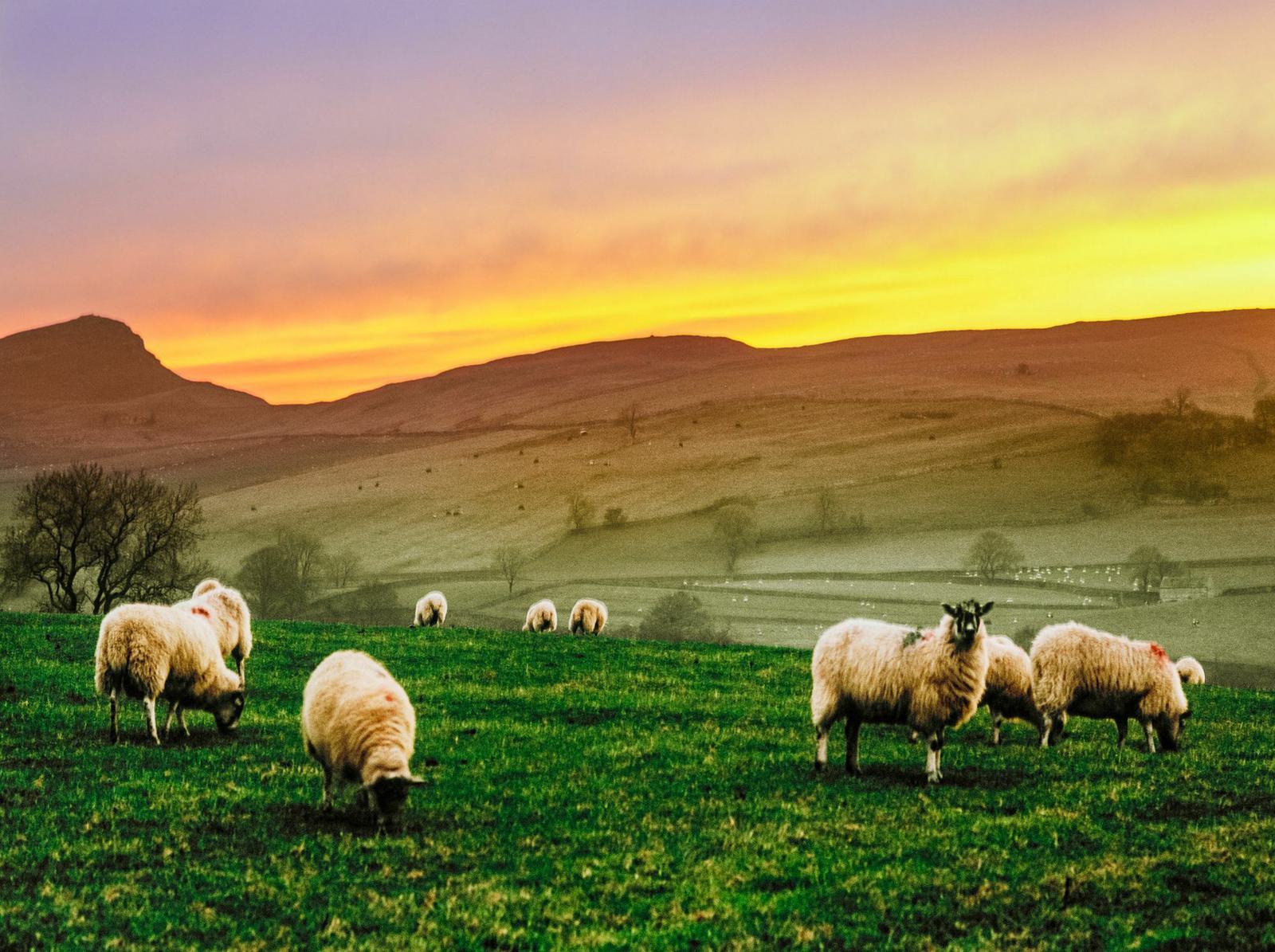 A serene landscape at sunset featuring a flock of sheep grazing on lush green grass. The sky is a gradient of warm colors, transitioning from orange near the horizon to purple higher up. Gently rolling hills and sparse trees are visible in the background.
