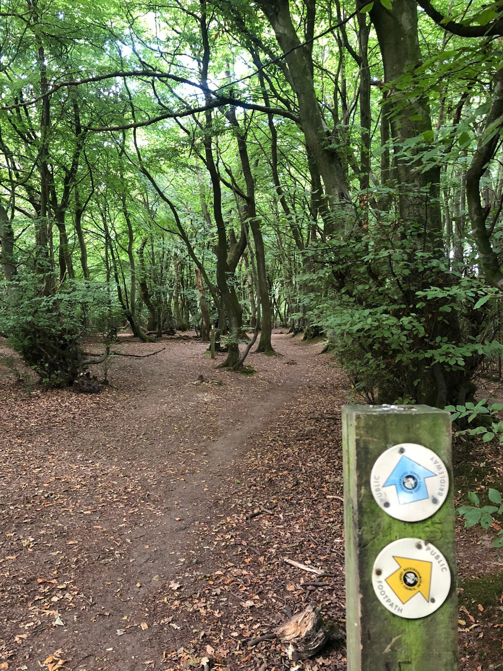 A dirt path winds through a dense forest with tall, leaf-covered trees. A wooden post in the foreground shows two trail markers: a blue arrow pointing left and a yellow arrow pointing right, indicating separate walking routes. Fallen leaves cover the ground.