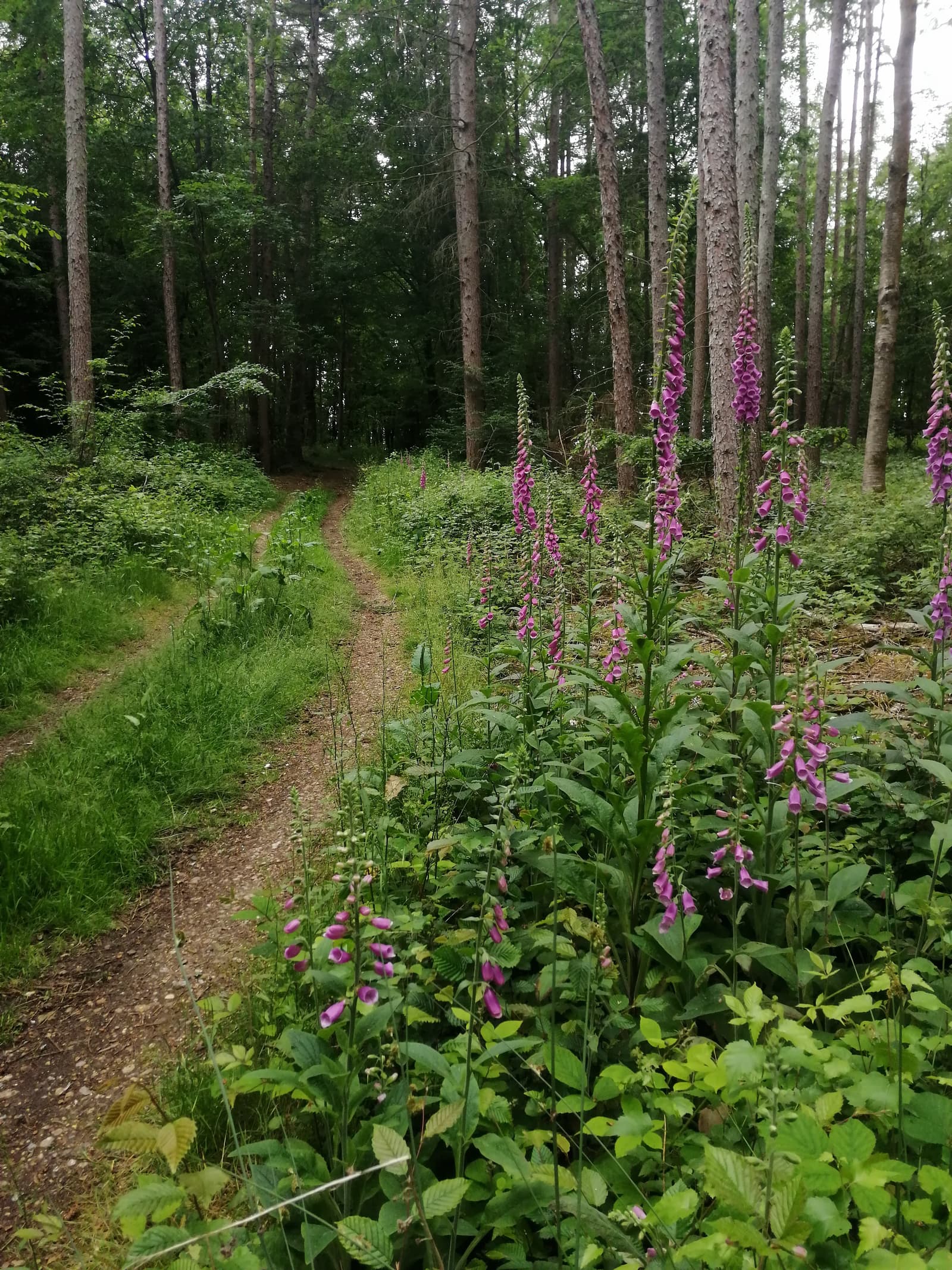 A narrow dirt path winds through a lush, green forest with tall trees. Purple wildflowers grow alongside the path, adding vibrant pops of color to the scene. The forest is dense with leafy undergrowth and the sky is obscured by the tree canopy.
