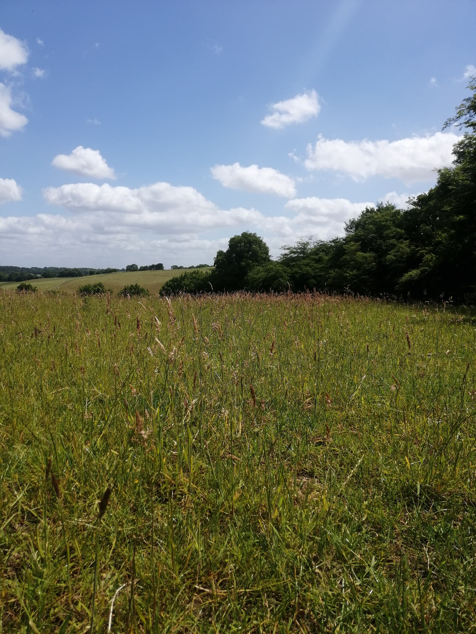 A scenic view of a grassy field under a partly cloudy sky. The field is filled with tall grass and wildflowers. In the distance, gently rolling hills and a line of trees are visible. The sunlight is bright, casting soft shadows on the landscape.