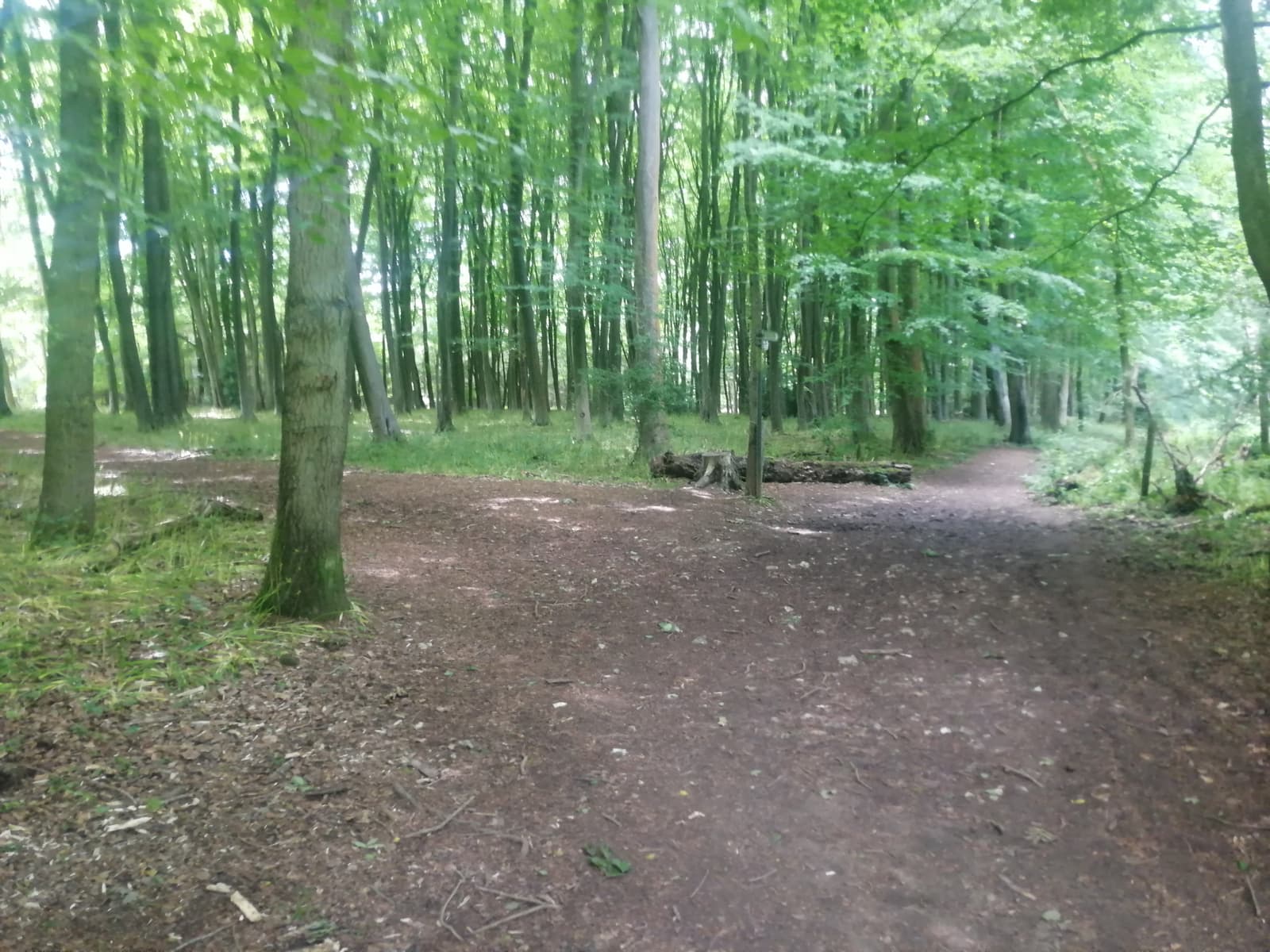 A dirt path winds through a dense forest with tall, slender trees. The forest floor is covered in leaves and small patches of grass. Sunlight filters through the leafy canopy, casting a greenish glow throughout the scene. The path splits in the distance.
