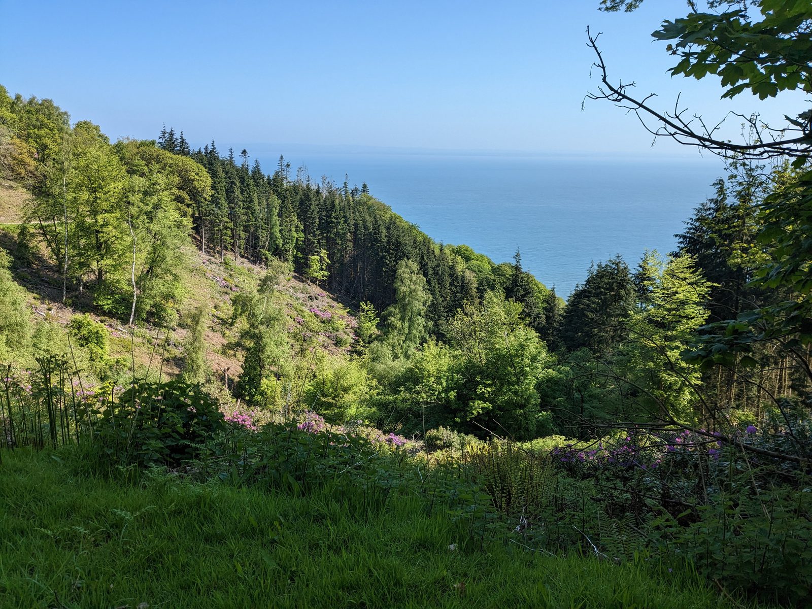A scenic view of a lush green forest on a hillside with a clear blue sky and calm sea in the background. The foreground features various trees and plants, while the dense forest stretches towards the horizon.