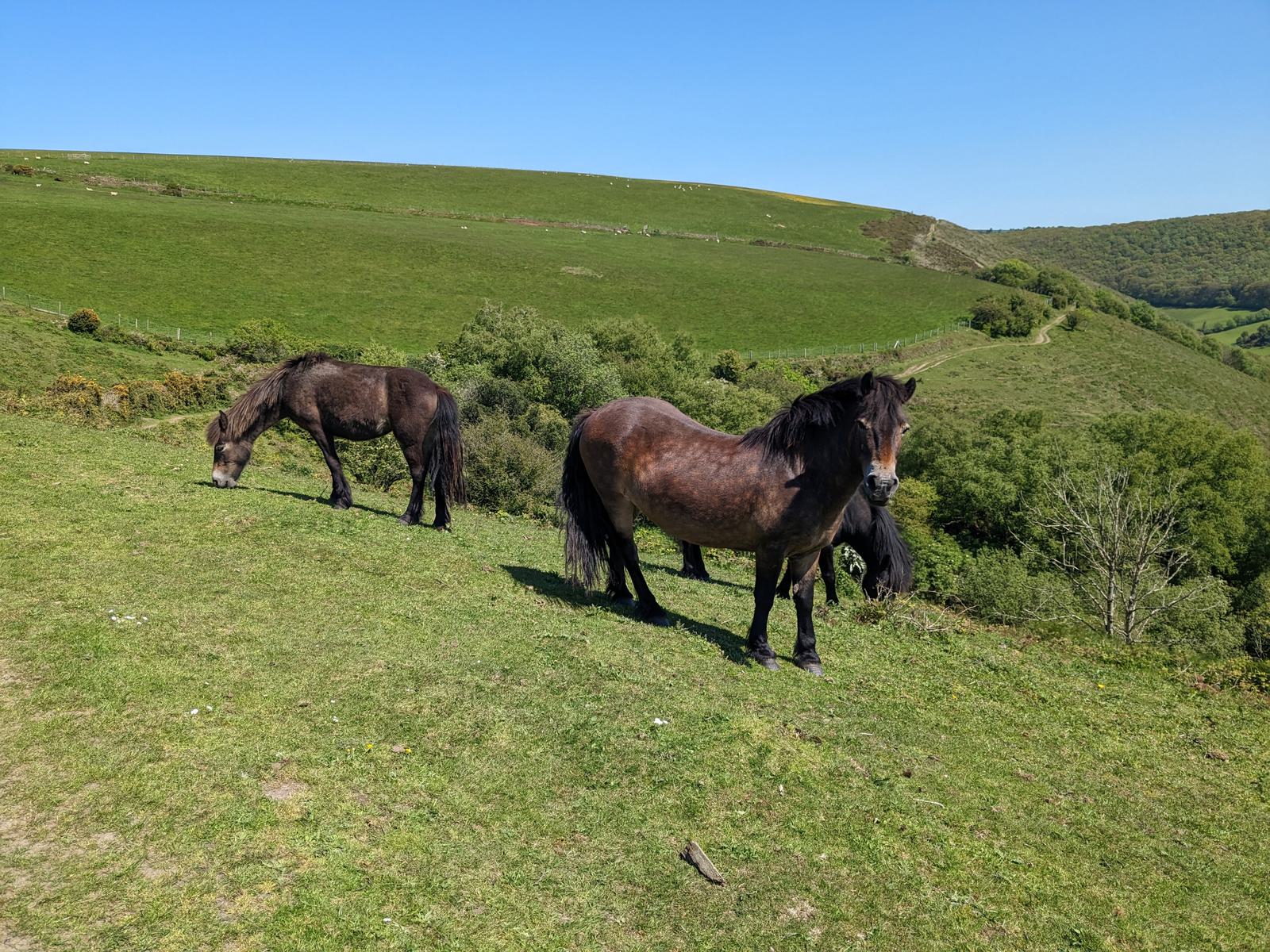 Two brown horses stand on a grassy hillside under a clear blue sky. The horse in the foreground gazes towards the camera, while the one in the background grazes. The landscape includes rolling green fields and distant hills.