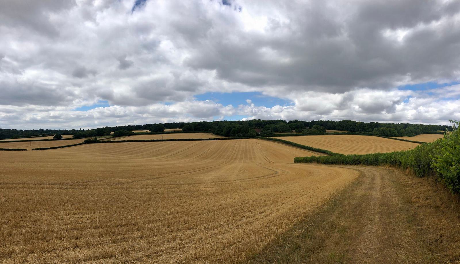 Expansive, golden farmland under a partly cloudy sky. The harvested fields stretch into the distance, bordered by green hedgerows and forested areas. A dirt path winds along the right edge of the field, leading towards the horizon.