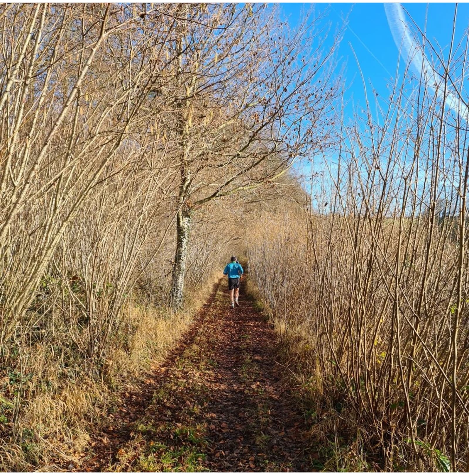 A person in a blue jacket and shorts runs along a narrow, leaf-covered path surrounded by bare trees under a clear blue sky. The thin tree branches arch over the path, forming a natural corridor.