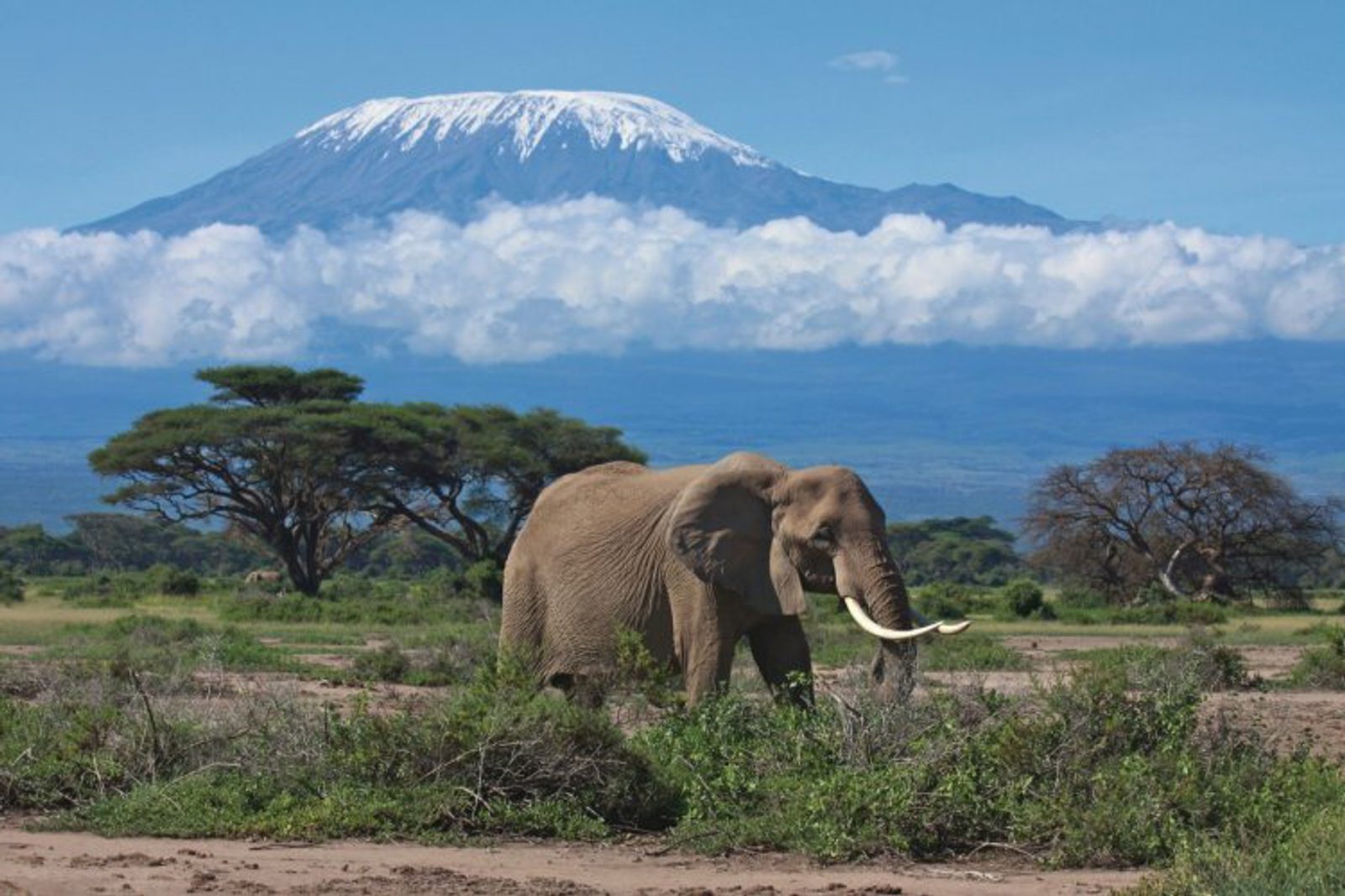 An elephant with long tusks stands in a grassy savanna with scattered trees. In the background, Mount Kilimanjaro rises with its snow-capped peak surrounded by clouds. The sky is clear and blue.
