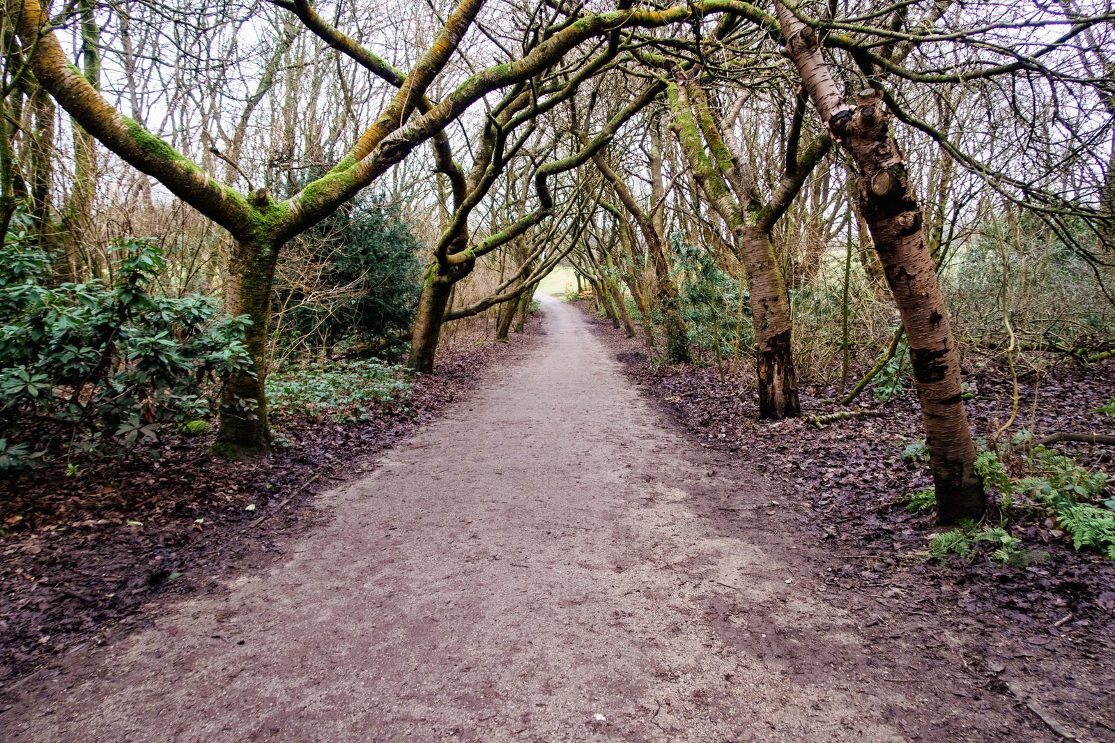 A dirt path cuts through a dense forest, framed by arching tree branches covered in green moss. Sparse foliage and leafless trees create a tunnel-like effect along the winding trail, leading into the distance under a cloudy sky.