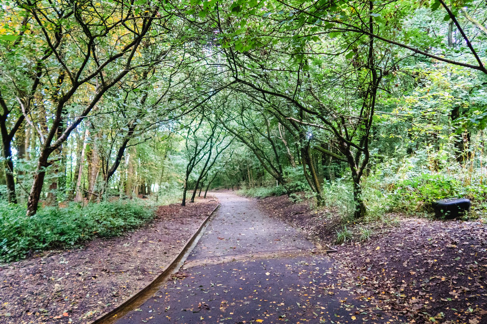 A tranquil forest path covered with fallen leaves winds its way through dense greenery. Overhanging tree branches create a natural archway above the path, and the ground is bordered by low bushes and tall trees. A wooden bench is visible to the right of the path.