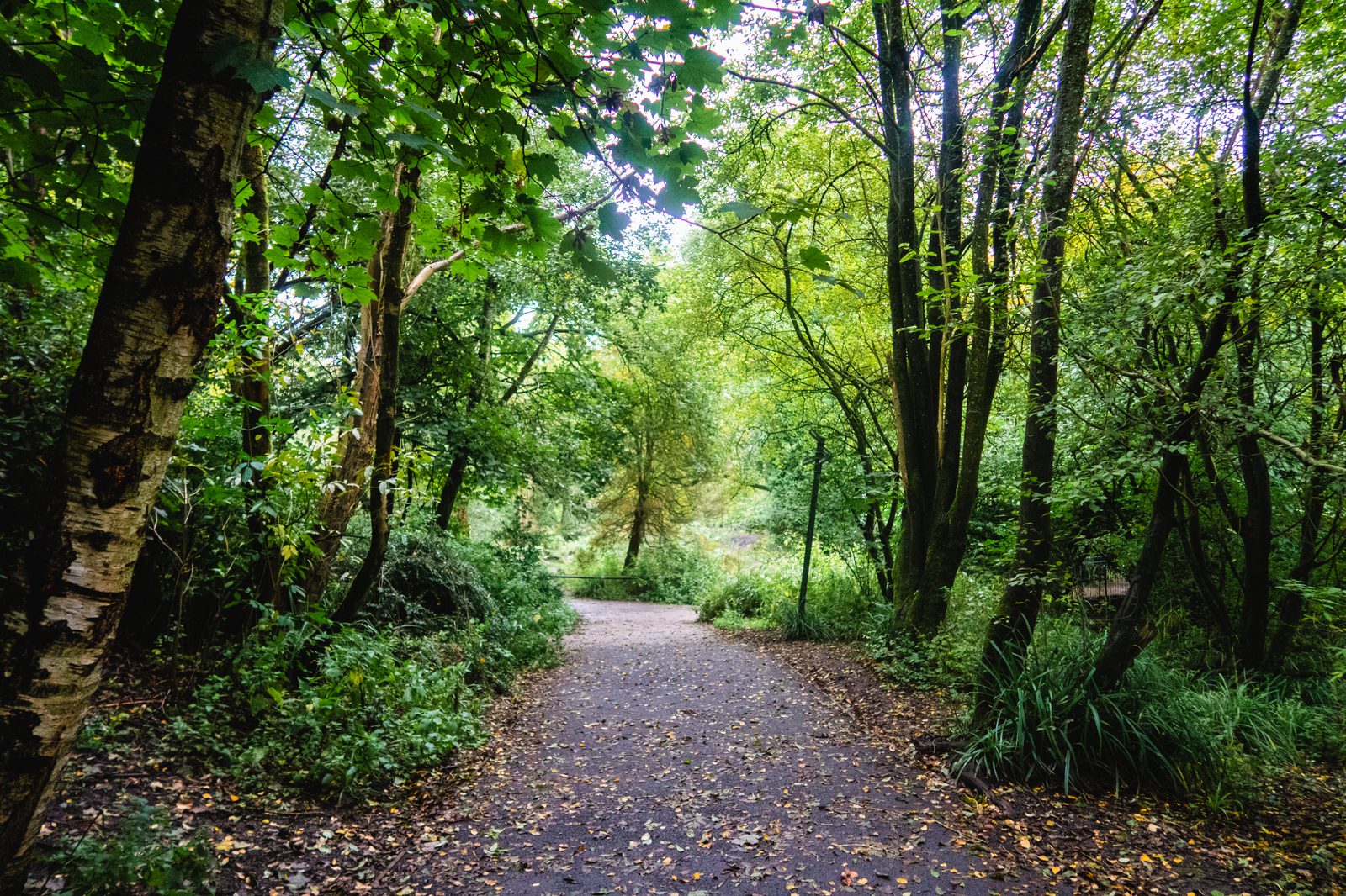A serene path winds through a lush, green forest with tall trees and dense foliage. Sunlight filters through the leaves, casting dappled shadows on the ground. Fallen leaves and patches of grass line the sides of the pathway, creating a peaceful, natural setting.