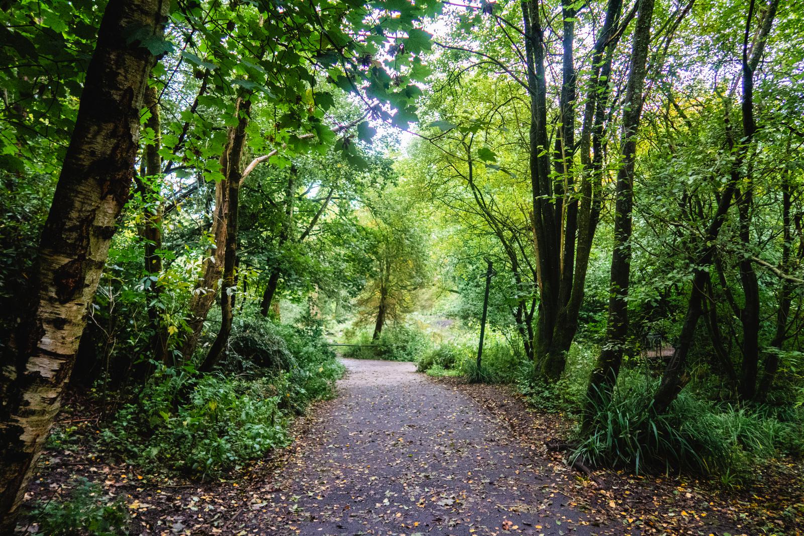 A peaceful forest path surrounded by lush green trees and foliage. The ground is covered with fallen leaves, and sunlight filters through the canopy, creating a serene and inviting atmosphere.