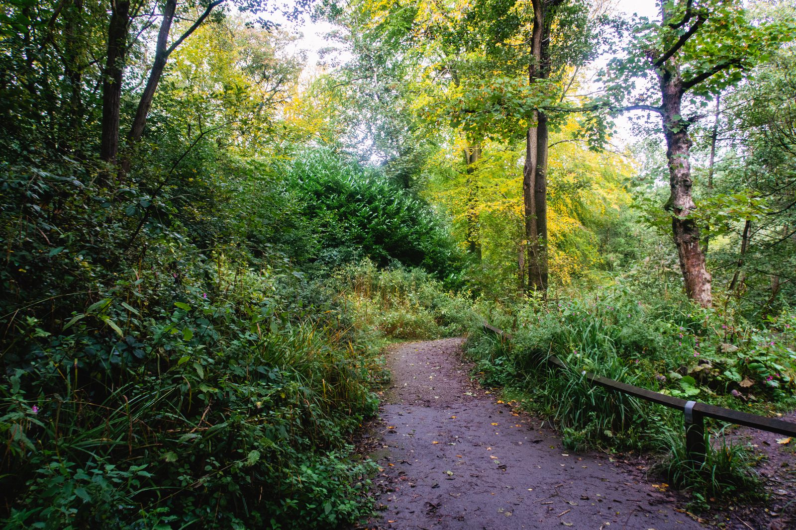 A narrow dirt path winds through a lush, green forest. Trees with vibrant green leaves and dense undergrowth border the path. Sunlight filters through the canopy, illuminating the foliage. A wooden railing is visible along the path's edge.