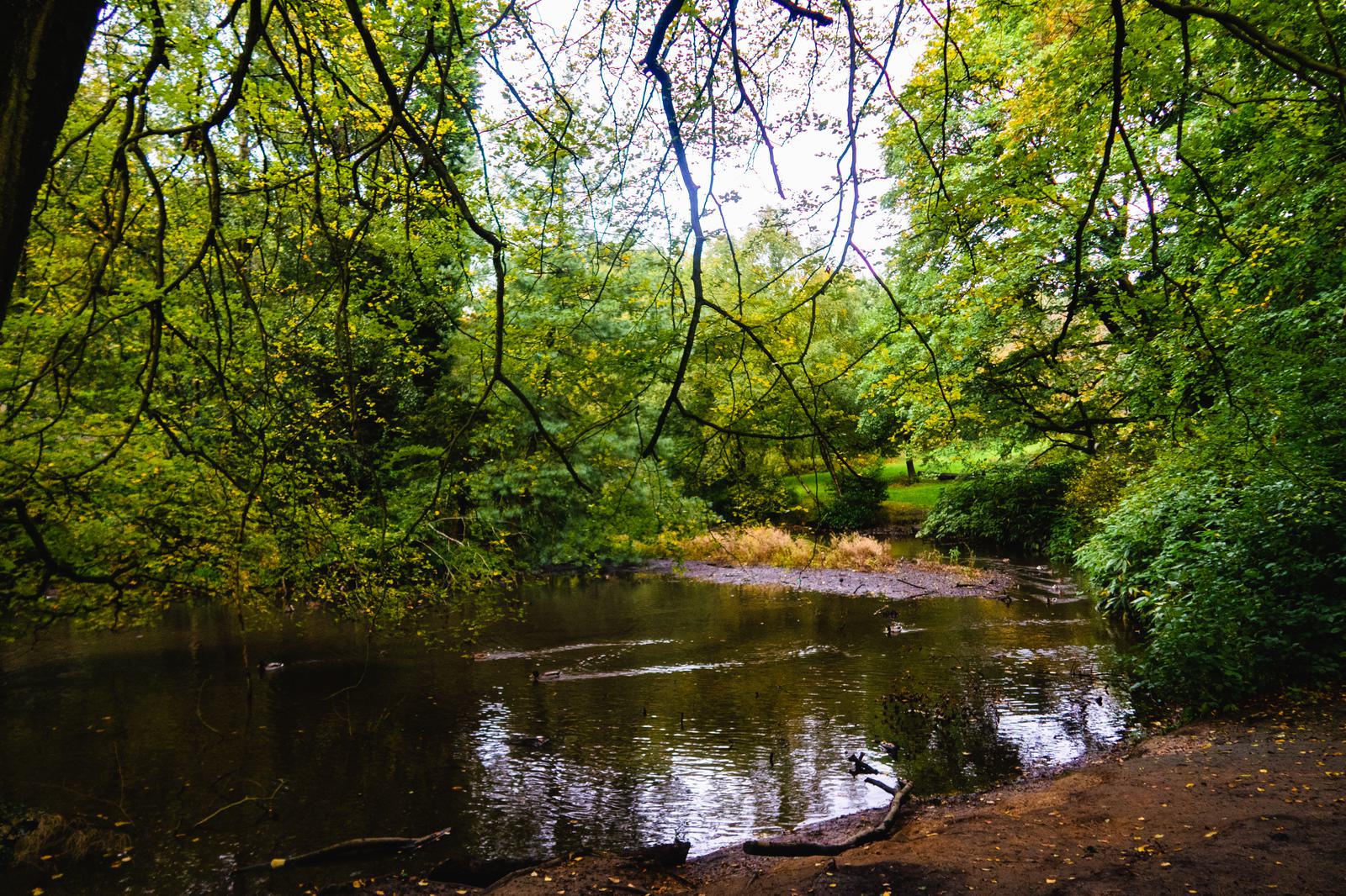 A serene pond surrounded by lush green trees, with branches hanging low over the water. The reflection of the foliage creates a picturesque scene. The water is calm, and the ground near the pond is covered with leaves and grass.
