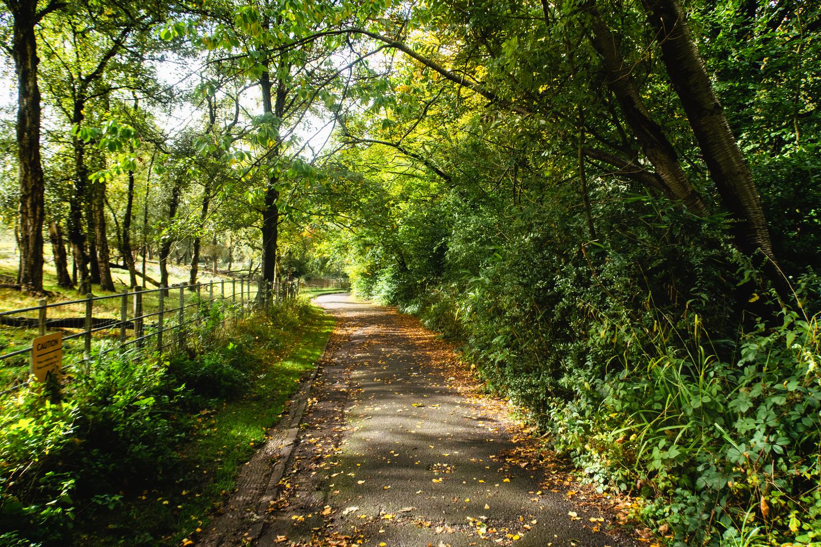 A sunlit path winds through a lush, green forest. Tall trees with dense foliage create a canopy overhead, casting dappled shadows on the trail. Fallen leaves are scattered along the path, and a wooden fence runs parallel to the trail on the left side.