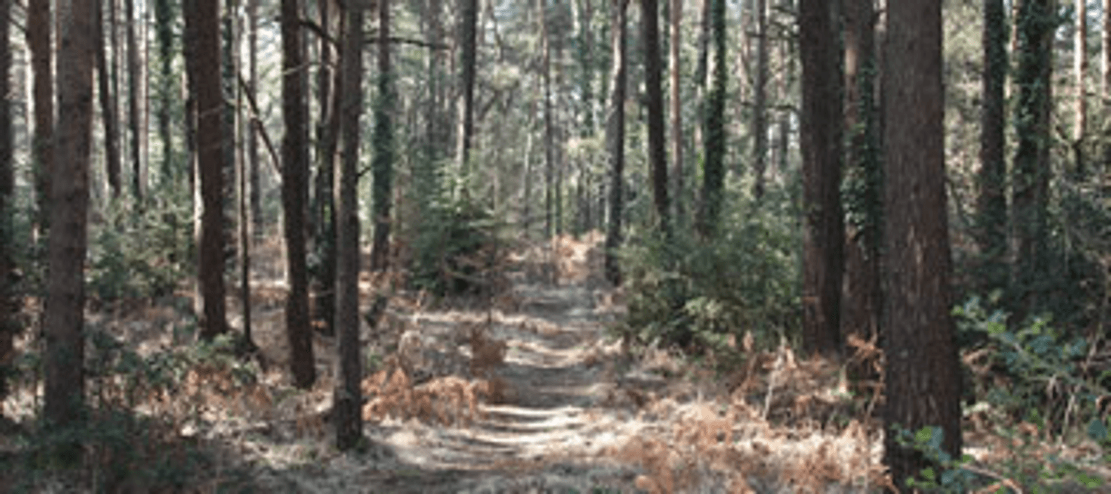 A forest trail winds through tall, dense trees and lush undergrowth. Sunlight filters through the canopy, creating patches of light on the forest floor. The path is lined with fallen leaves and ferns, providing a tranquil and natural setting.
