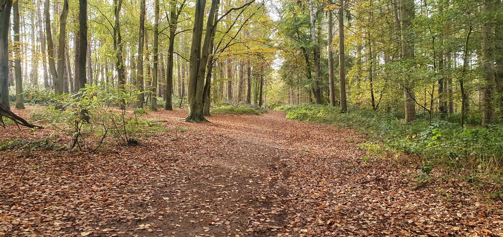 A serene woodland trail covered in fallen leaves on an autumn day. Tall trees with green and yellow leaves line the path, with sunlight filtering through the canopy. The ground is a mix of earth and leaves, creating a peaceful nature scene.