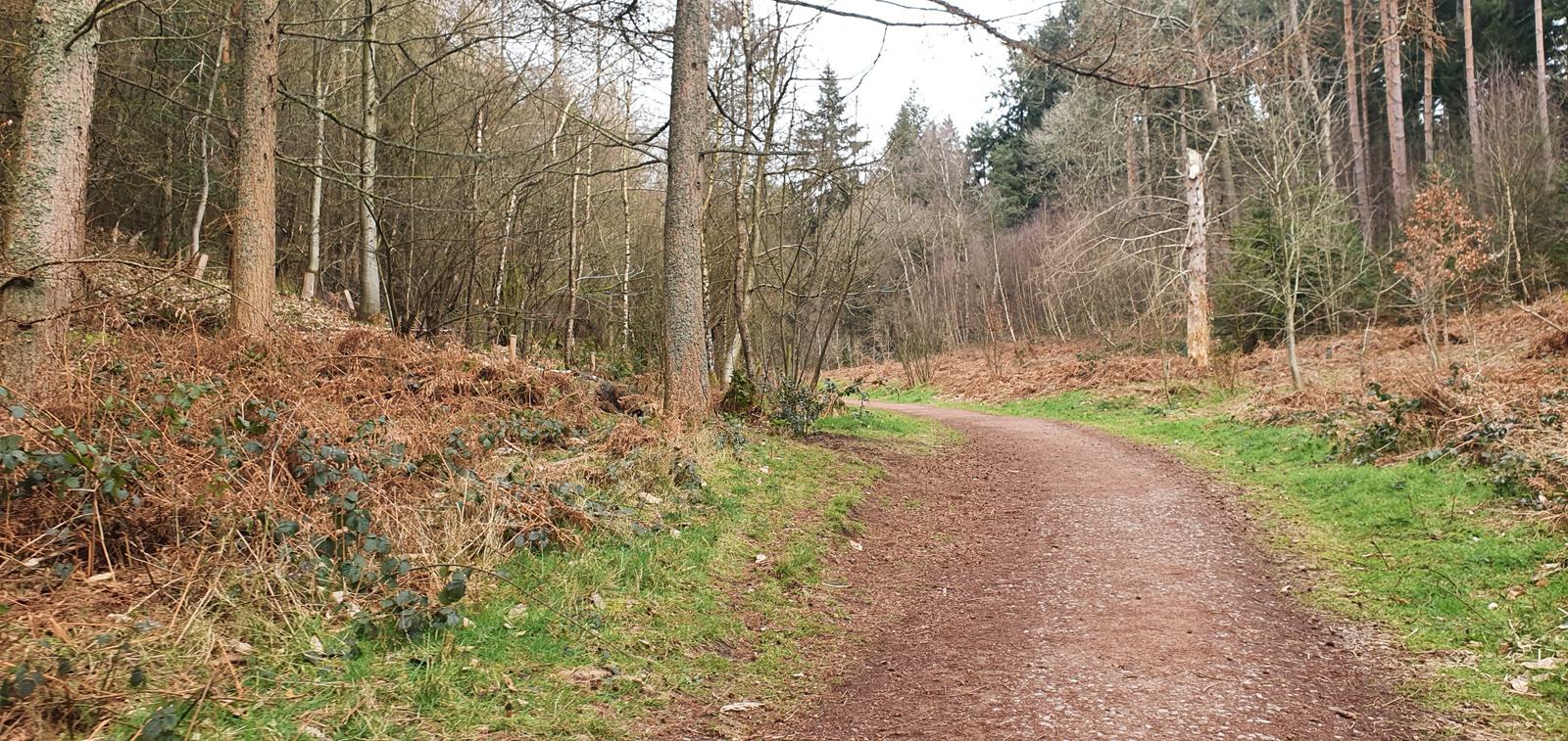 A dirt path winds through a dense forest with tall trees and underbrush. The ground around the trail is covered with fallen leaves and branches, and the trees are a mix of evergreens and bare trunks, suggesting early spring or late autumn.
