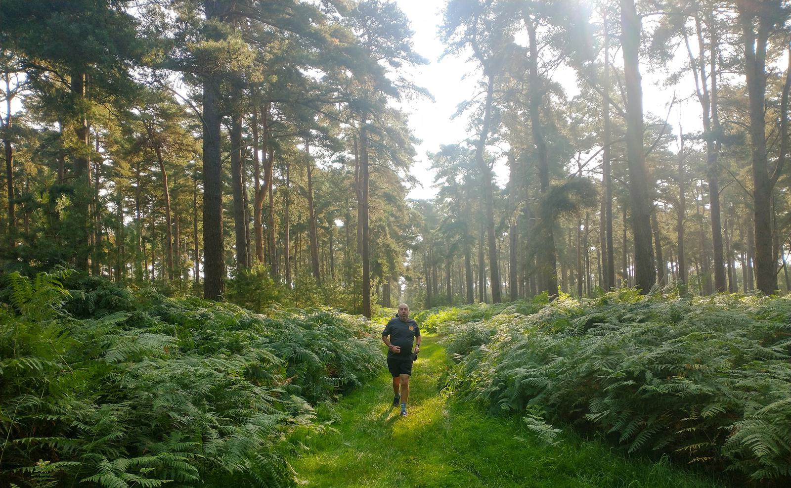 A person is running along a narrow path through a densely wooded forest. Tall trees with green ferns and underbrush surround the path. Sunlight streams through the tree canopy, creating a serene and natural atmosphere.