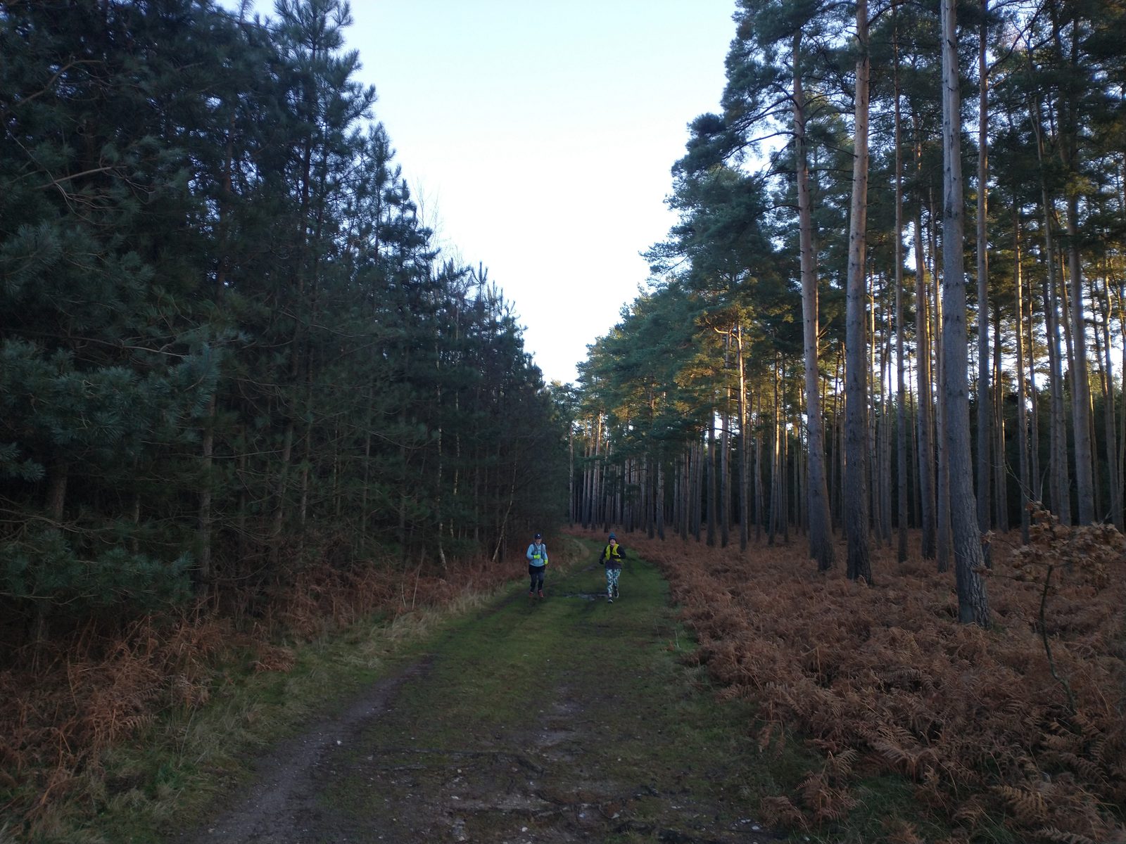 Two people are hiking along a dirt path surrounded by a dense forest with tall, thin pine trees. The sky is clear and bright, casting light on the trees and creating a serene, natural atmosphere. Brown fern growth is visible along the sides of the trail.