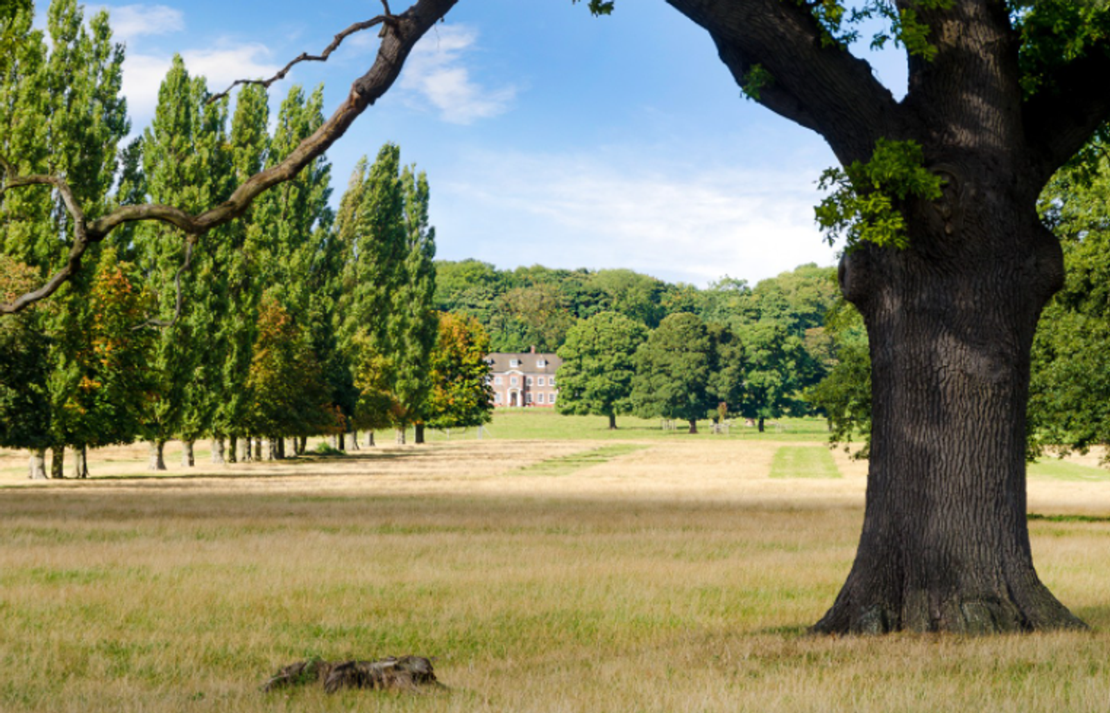 A grand house sits in the distance at the end of a manicured lawn surrounded by tall trees with green foliage. In the foreground, a large tree with a thick trunk and sprawling branches frames the view, set against a clear blue sky.