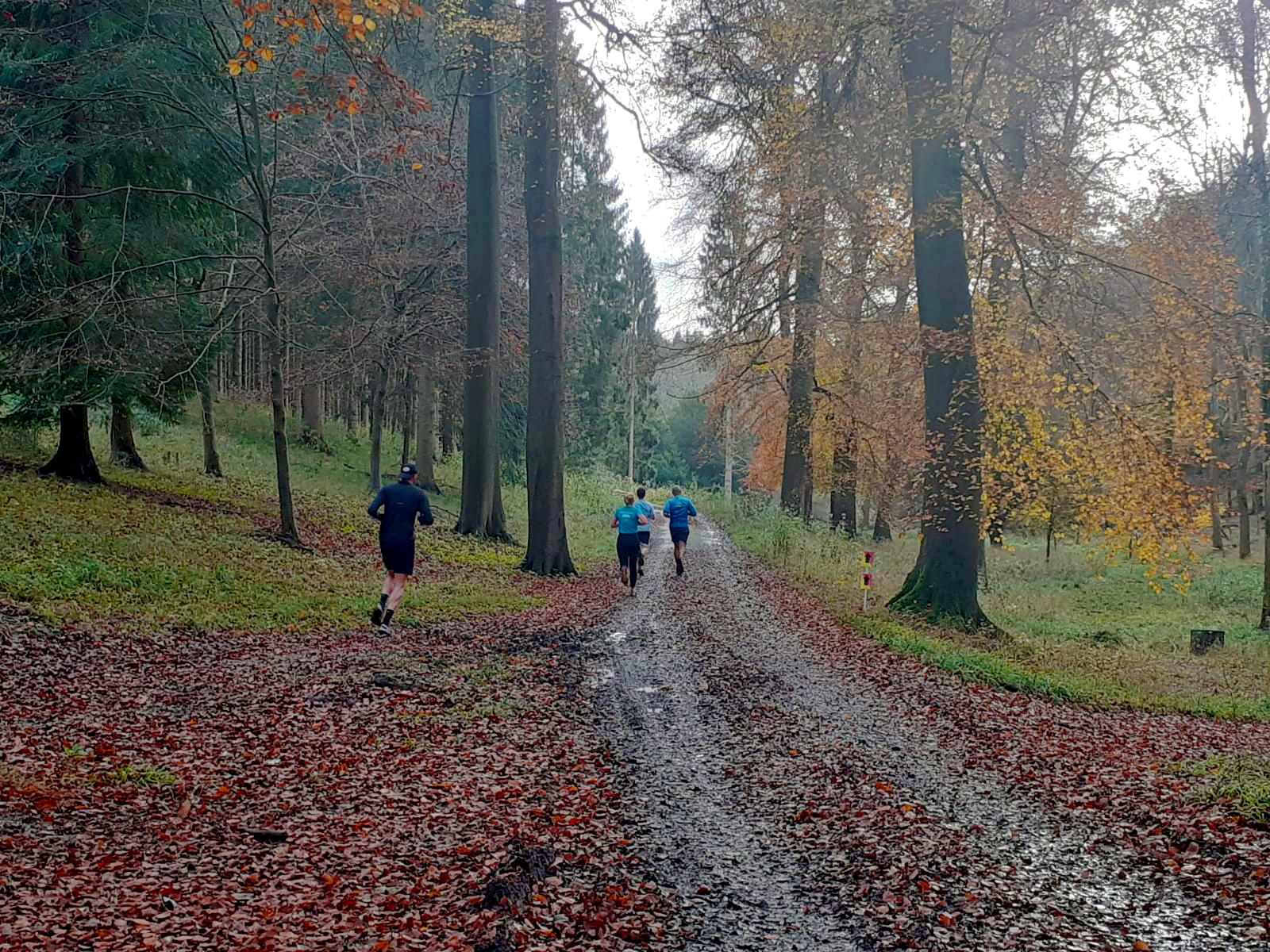 Four people jogging on a leaf-covered forest path in autumn. Trees with sparse leaves line the path, and the sky is overcast, creating a serene atmosphere.