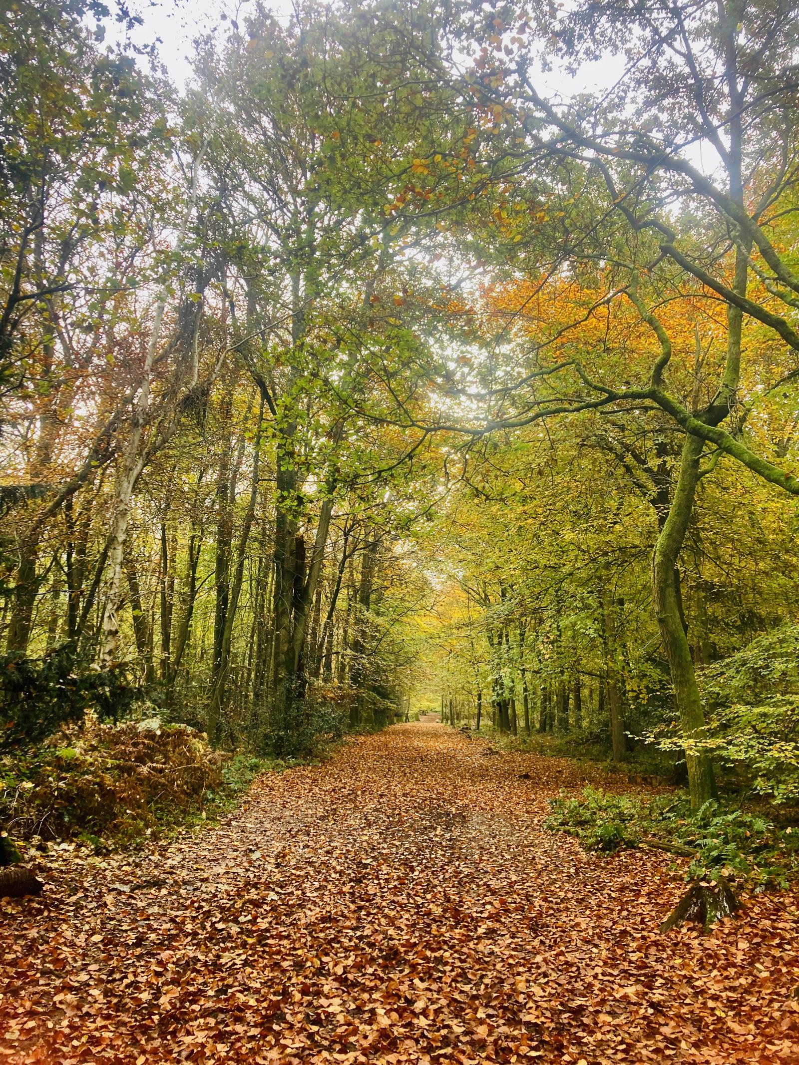 A serene forest path covered in fallen autumn leaves, surrounded by tall trees with branches swaying gently. The leaves display shades of orange, yellow, and green, creating a vibrant and peaceful scene under a softly lit sky.