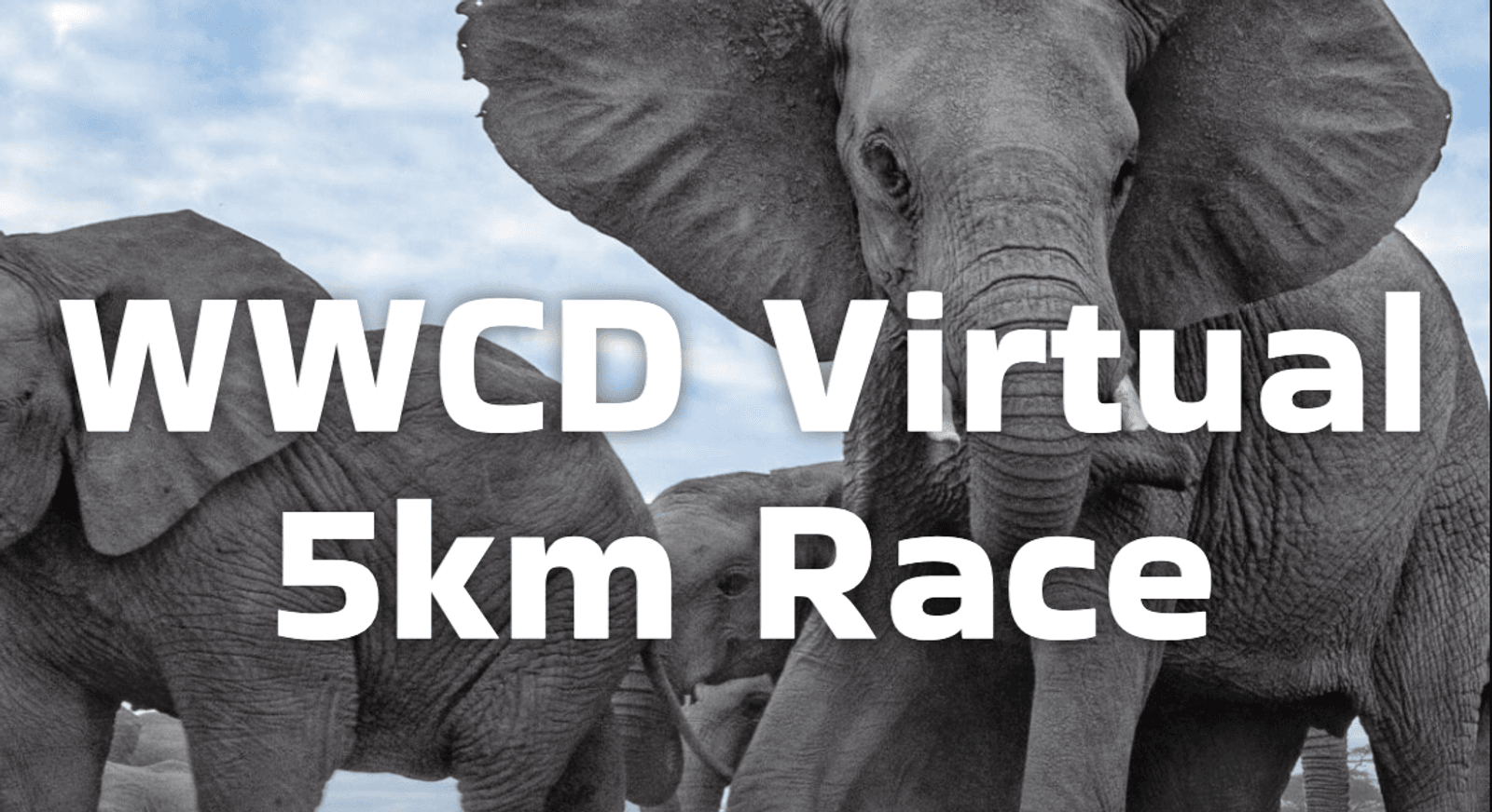 A close-up photo of a herd of elephants with the text "WWCD Virtual 5km Race" overlaid in bold white letters. The image shows the elephants against a blue sky background.