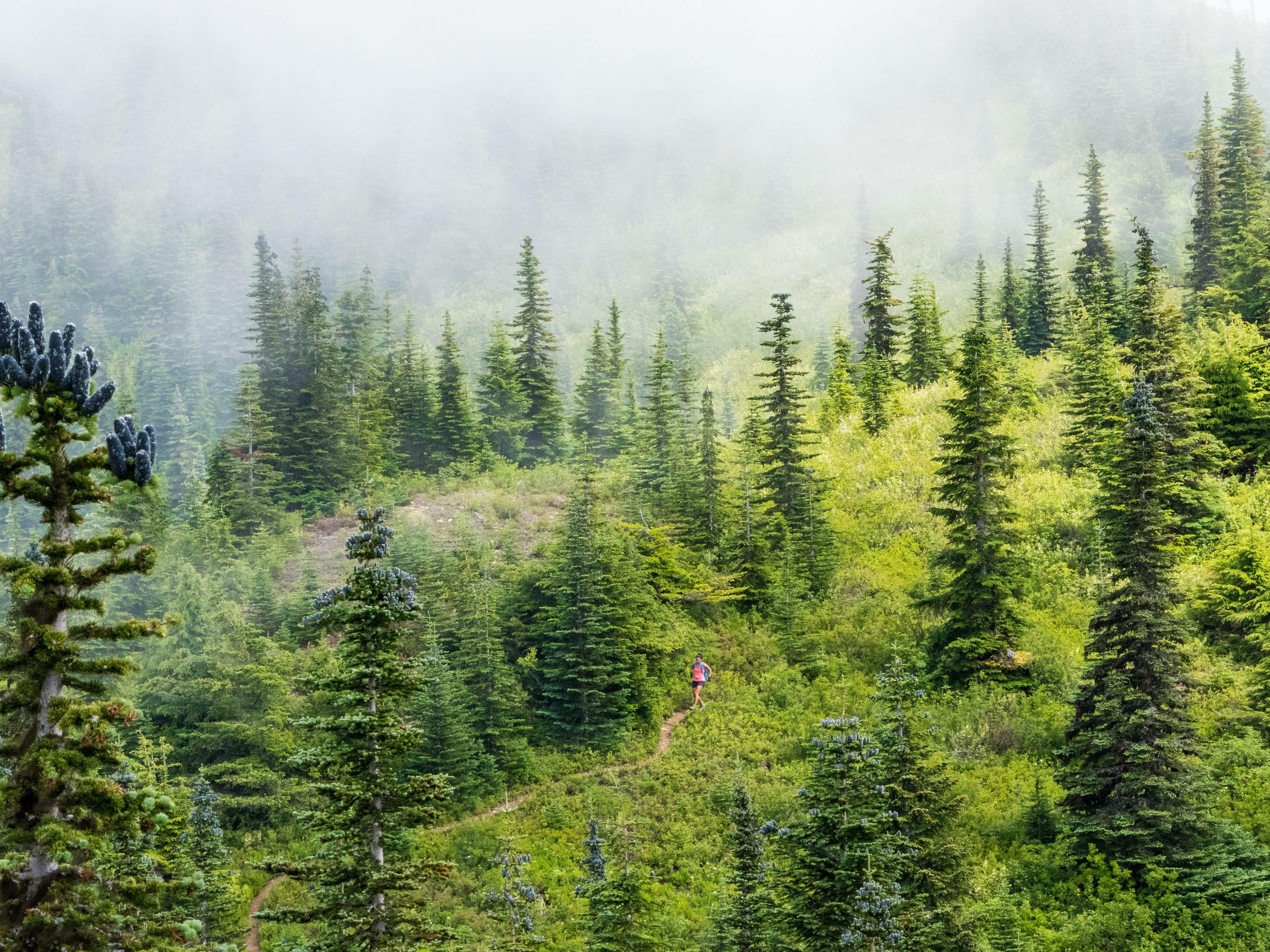 A single hiker with a red backpack walks along a narrow trail amid lush, green pine trees and vegetation. The area is shrouded in mist, creating a serene and mysterious atmosphere. The sky is foggy with low visibility, adding to the sense of isolation and tranquility.