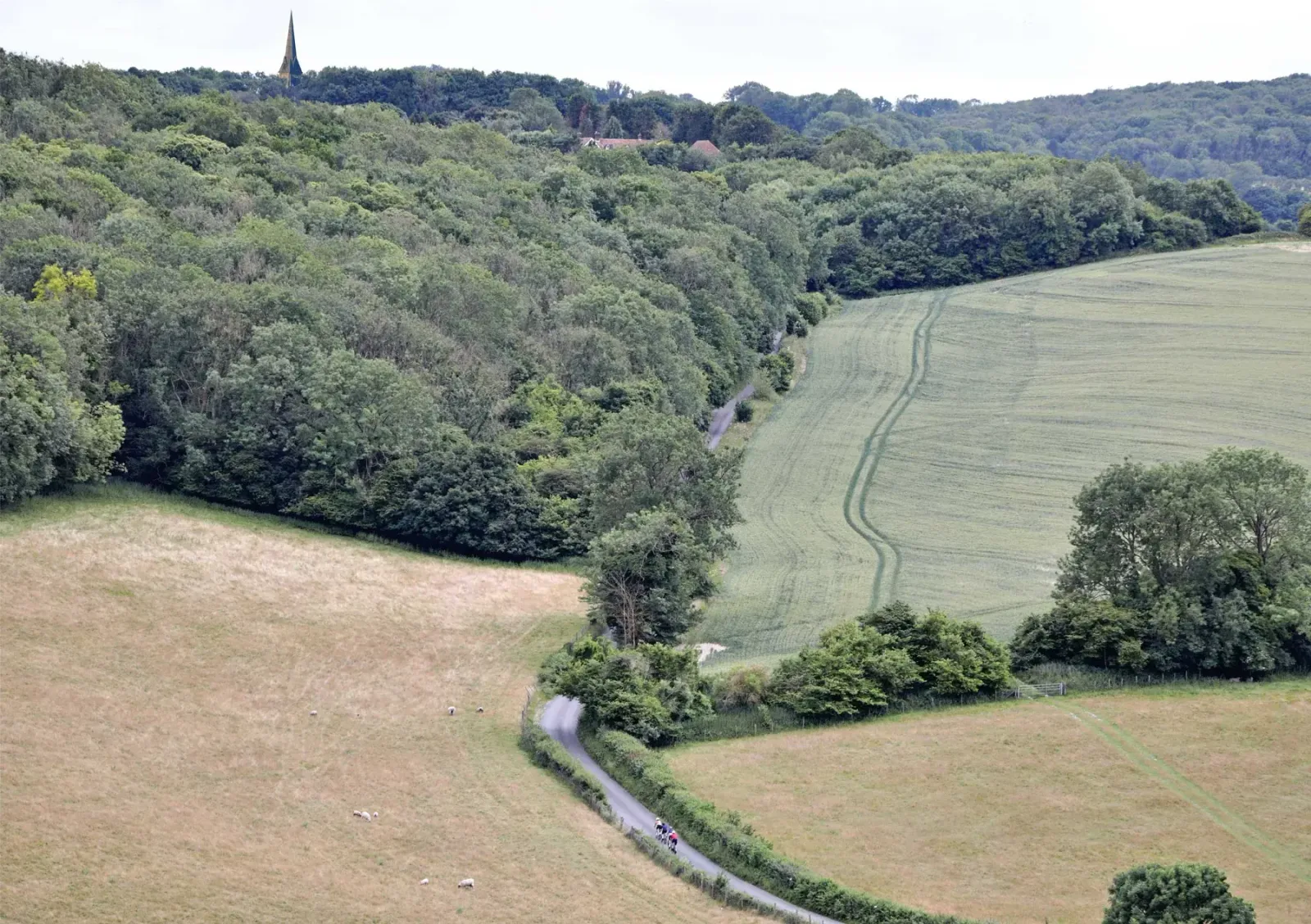 Aerial view of a lush, green landscape with a winding road dividing a dense forest and expansive fields. A tall spire of a church is visible in the background, surrounded by trees. Various shades of green and patches of brown depict a natural, rural area.