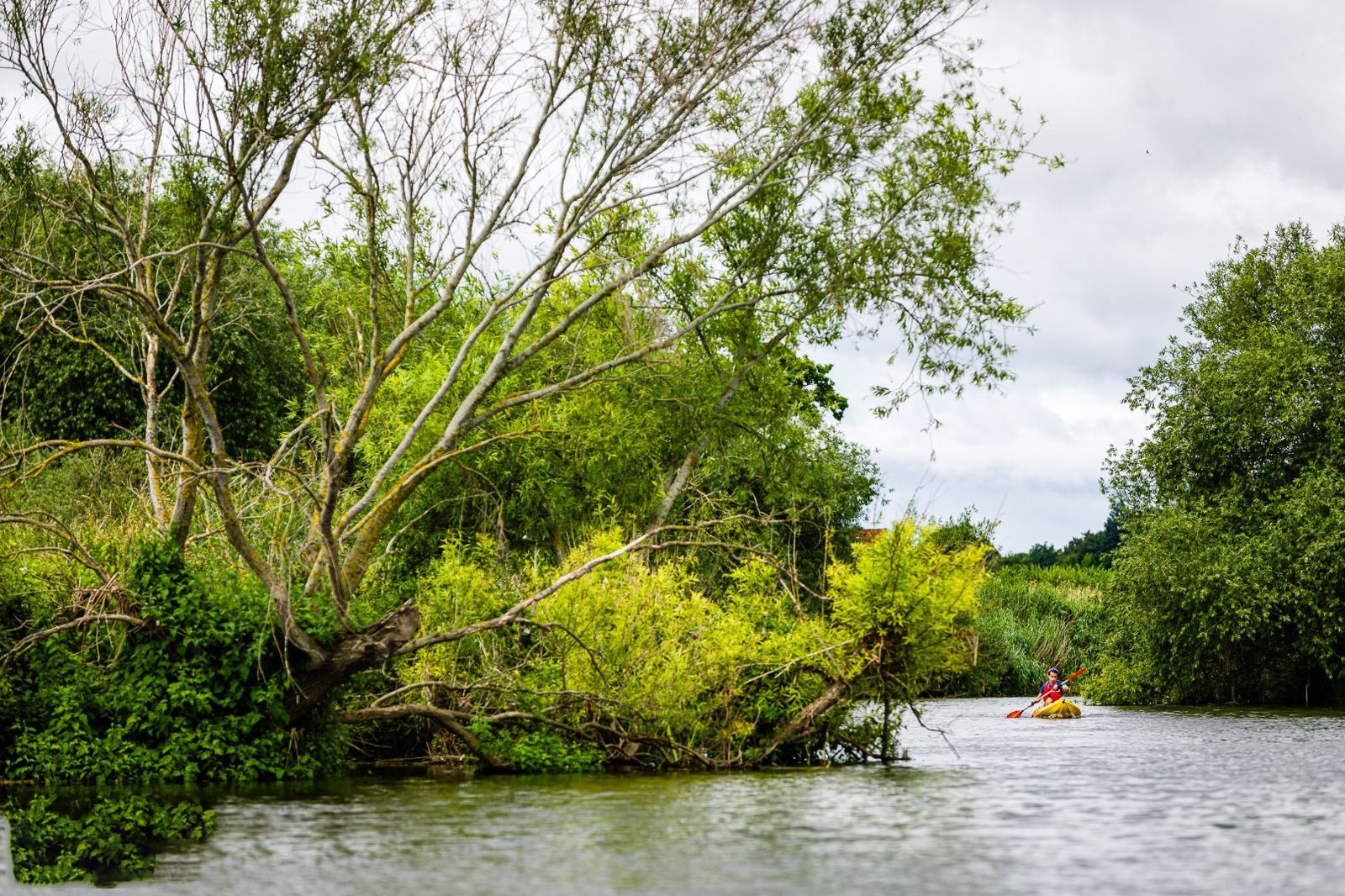 A person in a yellow kayak paddles down a calm river surrounded by lush green trees and vegetation. The scene is tranquil with overcast skies and dense greenery encroaching the waterway from both sides.