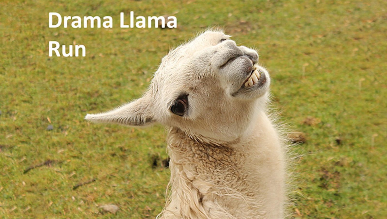 A llama with its head tilted and mouth open appears to be smiling. The background is grassy. White text in the upper left corner reads, "Drama Llama Run.