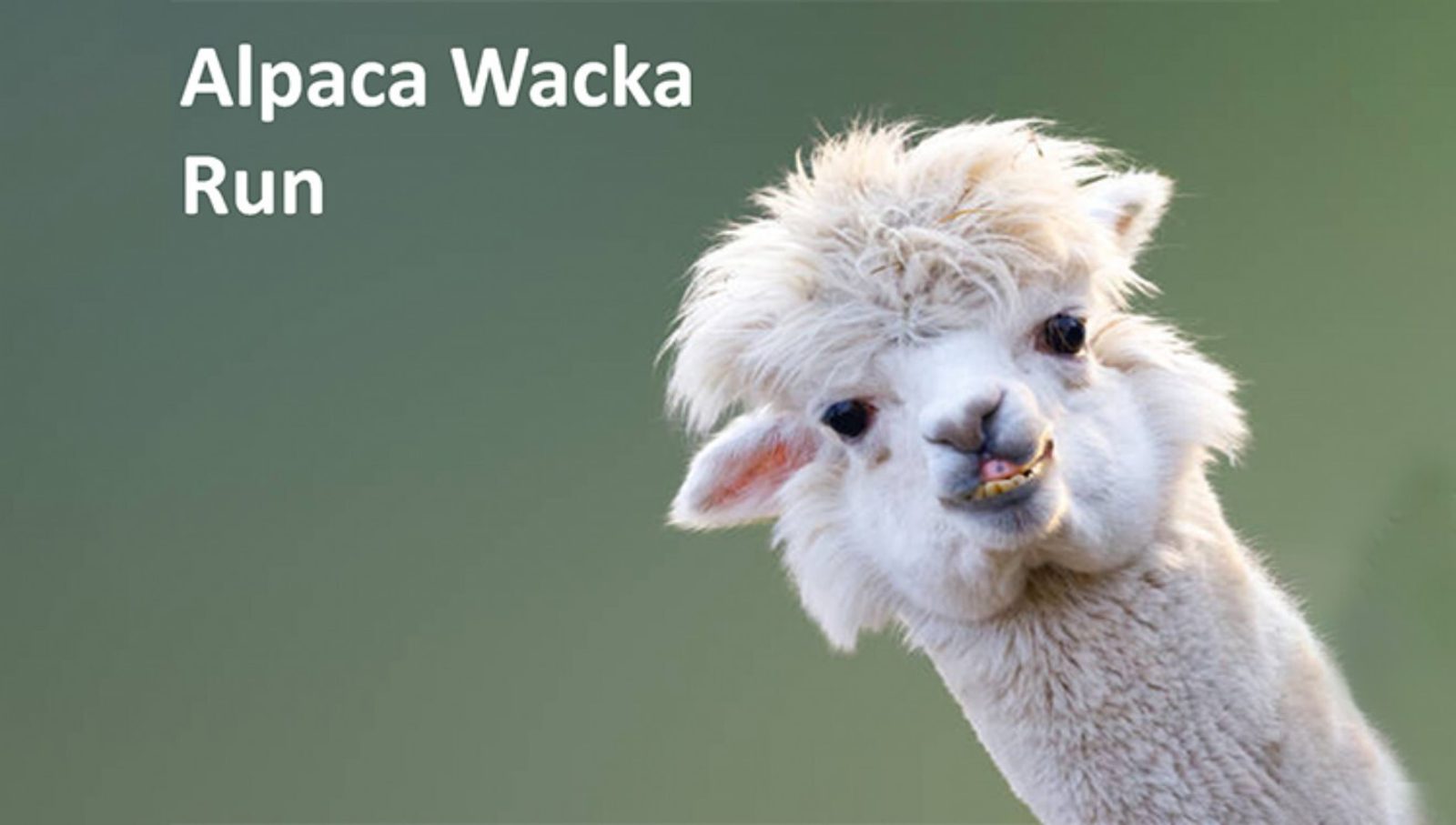 A fluffy white alpaca with crooked teeth looks toward the camera, set against a soft green background. The text on the image reads: "Alpaca Wacka Run.