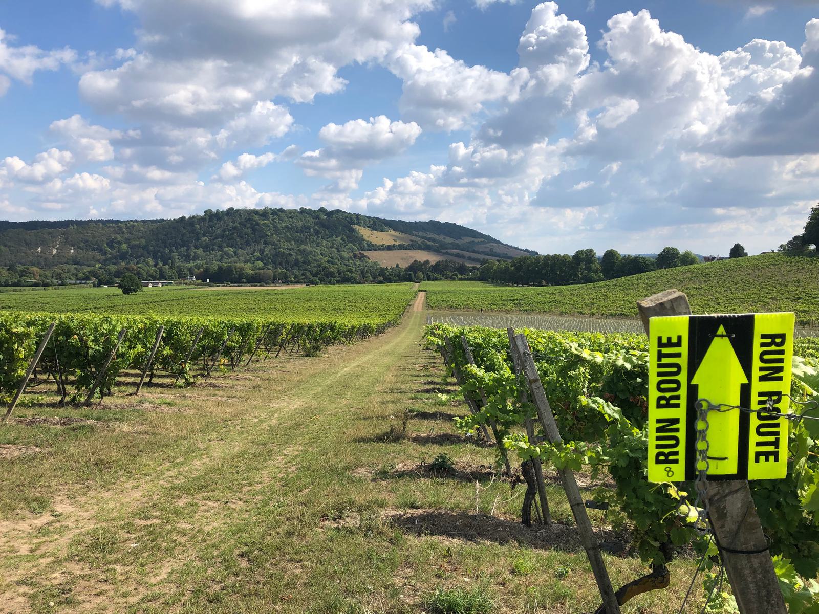 A vineyard stretches into the distance under a partly cloudy sky. Lush green grapevines grow in neat rows on either side of a grassy path. A yellow sign reading "Run Route" with arrows points along the path towards a distant hill.