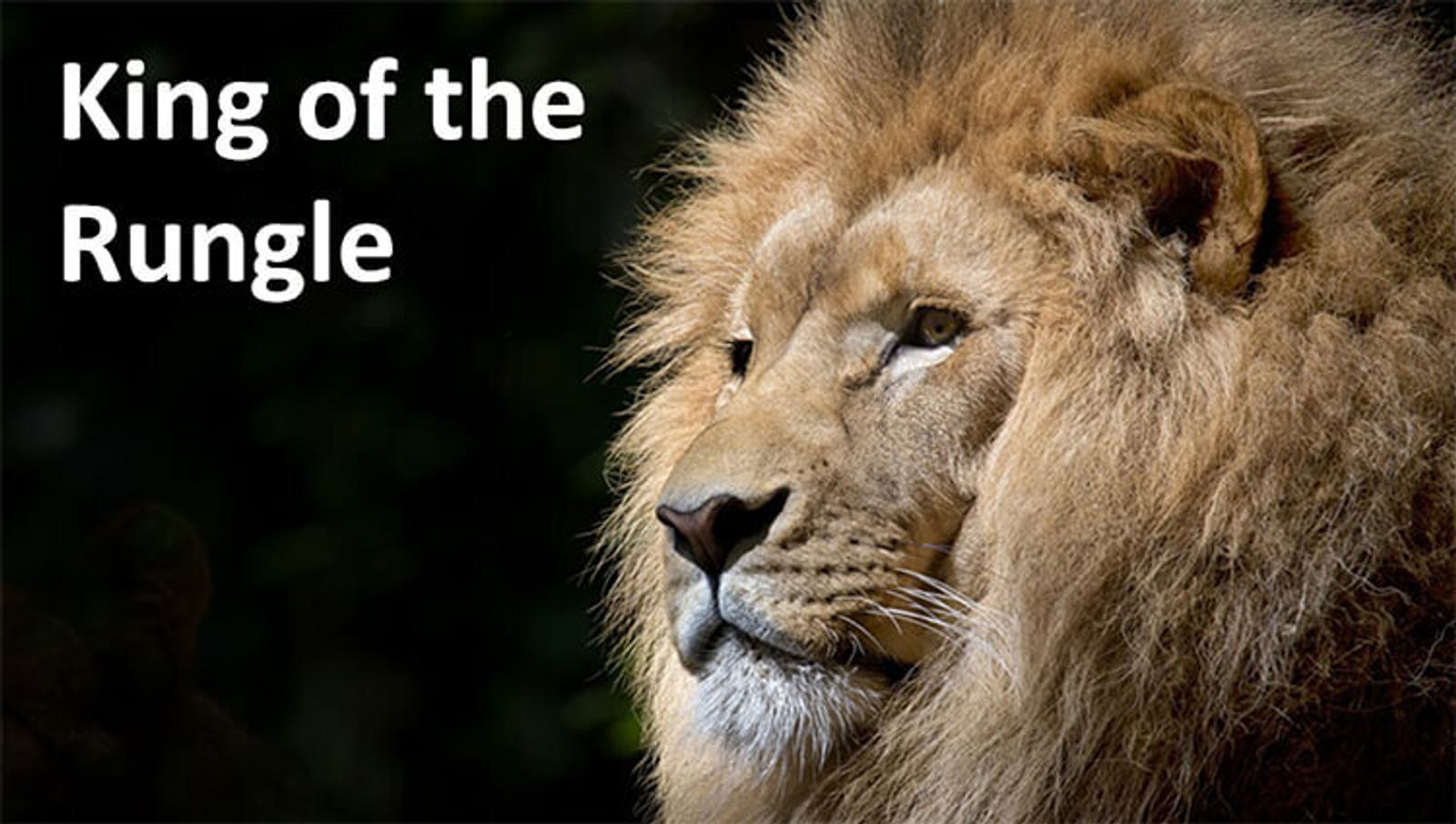 A majestic lion with a thick mane stares into the distance, set against a dark background. The text "King of the Rungle" is displayed in the top left corner.
