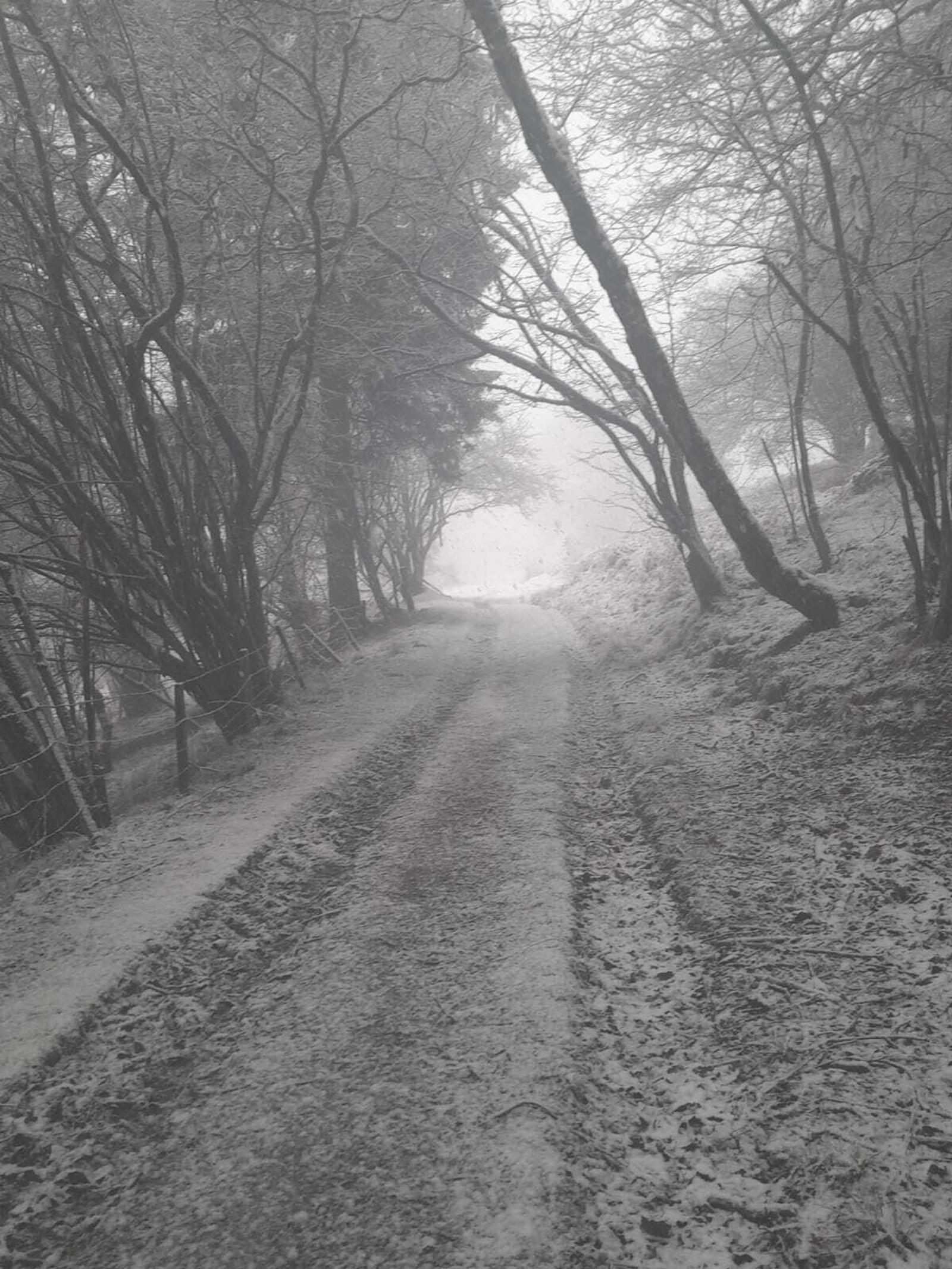 A narrow, snow-covered path winds through a forest of bare trees. The overcast sky casts a muted, wintry light over the scene, creating a serene, monochromatic atmosphere. Tire tracks are visible on the path.