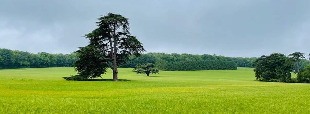 A vast green field stretches under a cloudy sky, featuring two prominent trees – one large tree in the foreground and a smaller tree further back. The field is surrounded by dense areas of forested greenery in the distance.