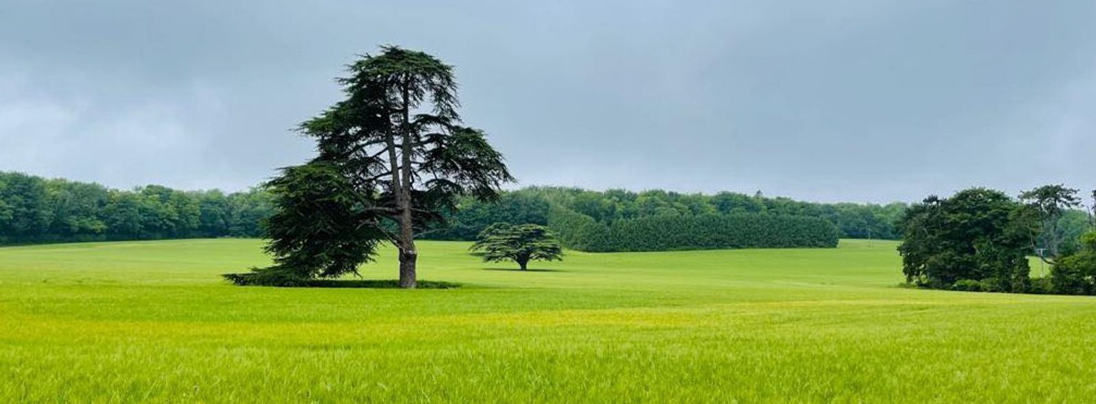 A vast green field stretches under a cloudy sky, featuring two prominent trees – one large tree in the foreground and a smaller tree further back. The field is surrounded by dense areas of forested greenery in the distance.