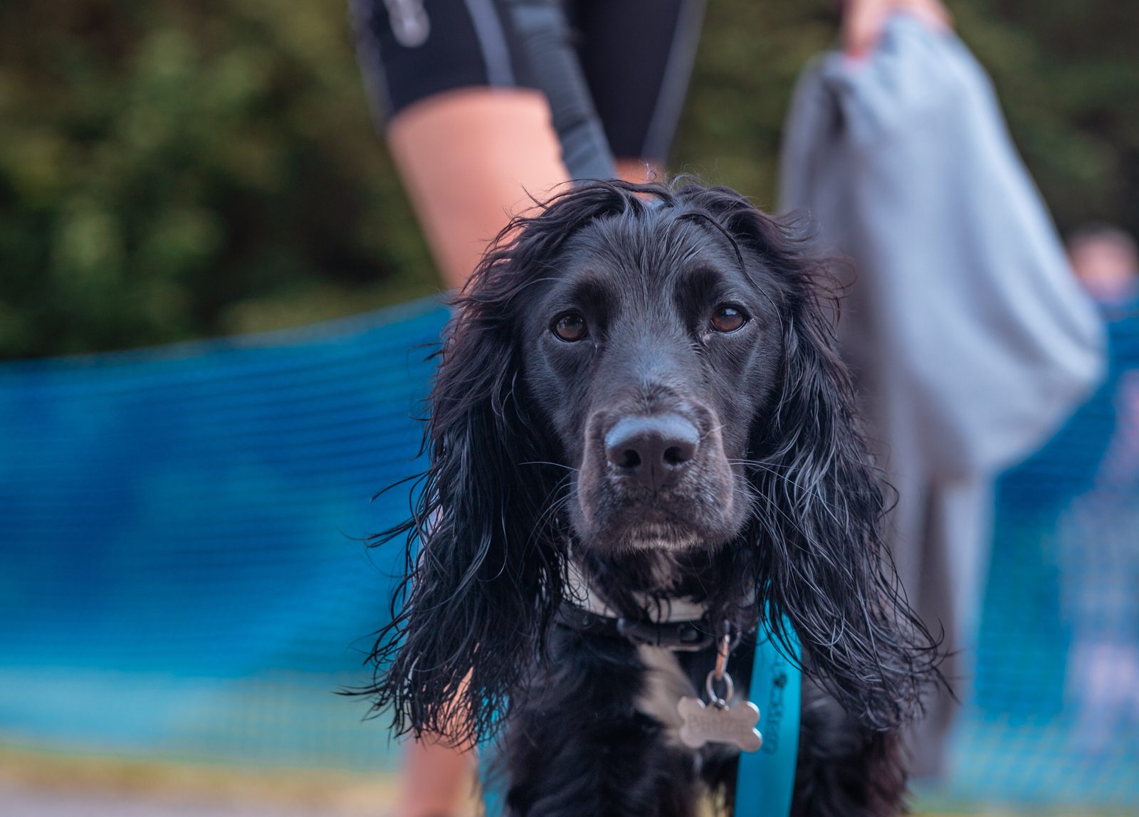 A black dog with long, wet fur and a collar looks directly at the camera. Behind the dog, a person in black athletic shorts stands, holding a gray item. The background features blue netting and green foliage.