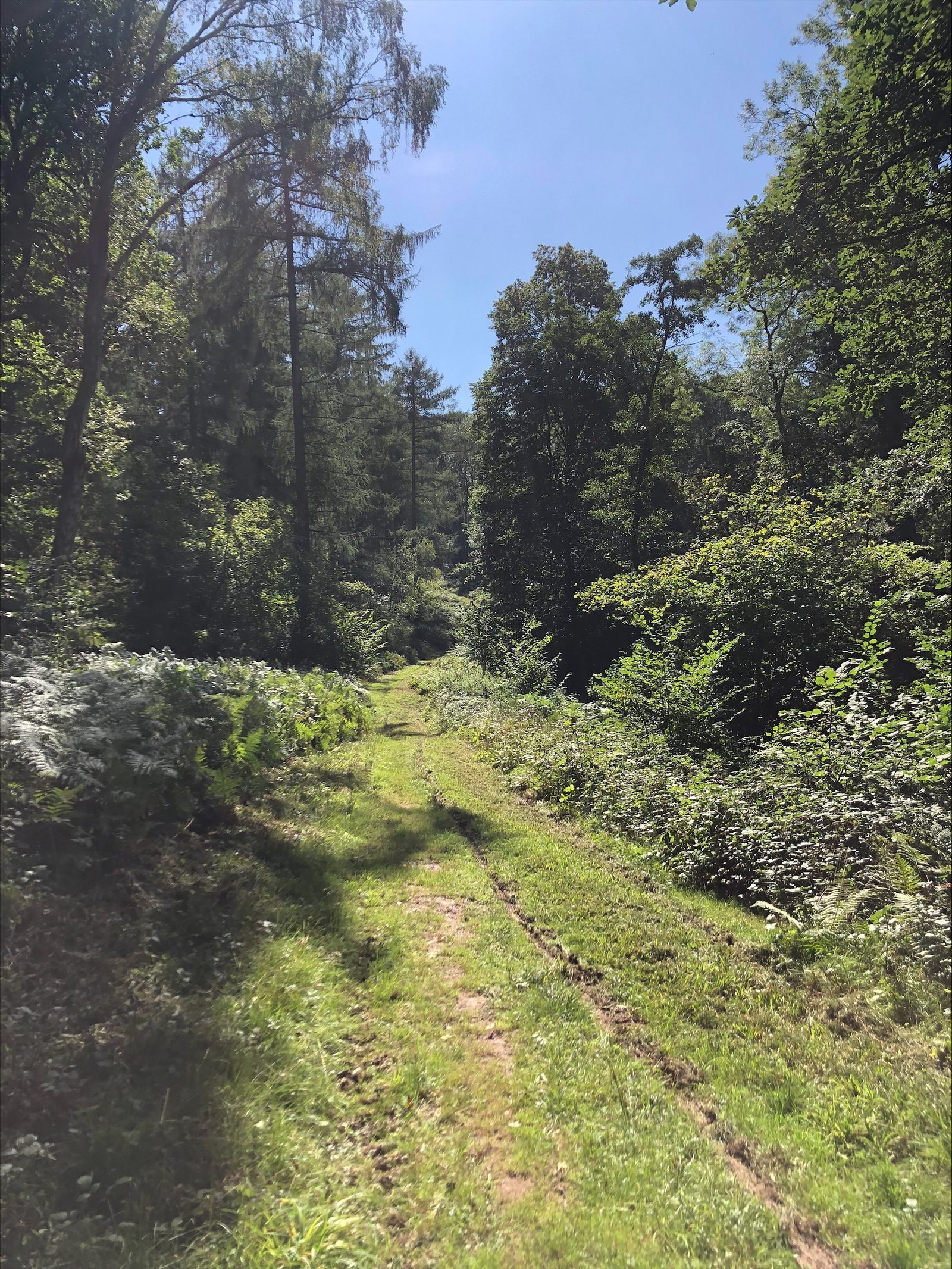 A narrow, grassy path winds through a dense, sunlit forest. Tall trees with lush, green foliage line the path, casting dappled shadows on the ground. The sky is clear and blue, indicating a bright, sunny day. Ferns and underbrush are visible along the trail.