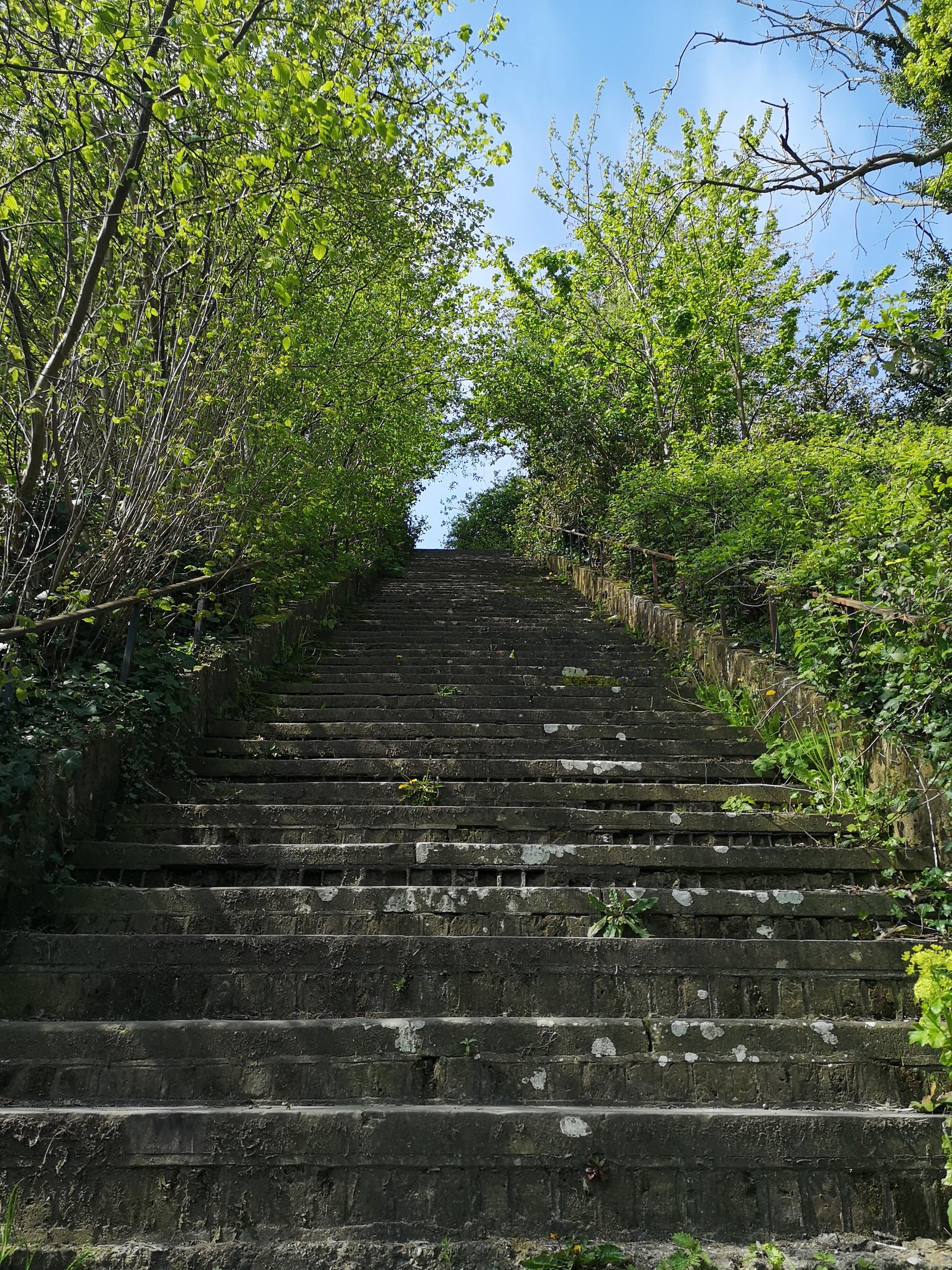 A concrete staircase, surrounded by lush green foliage, ascends toward a bright blue sky. The stairs, covered in patches of moss and leaves, create a natural, somewhat overgrown pathway through the greenery.